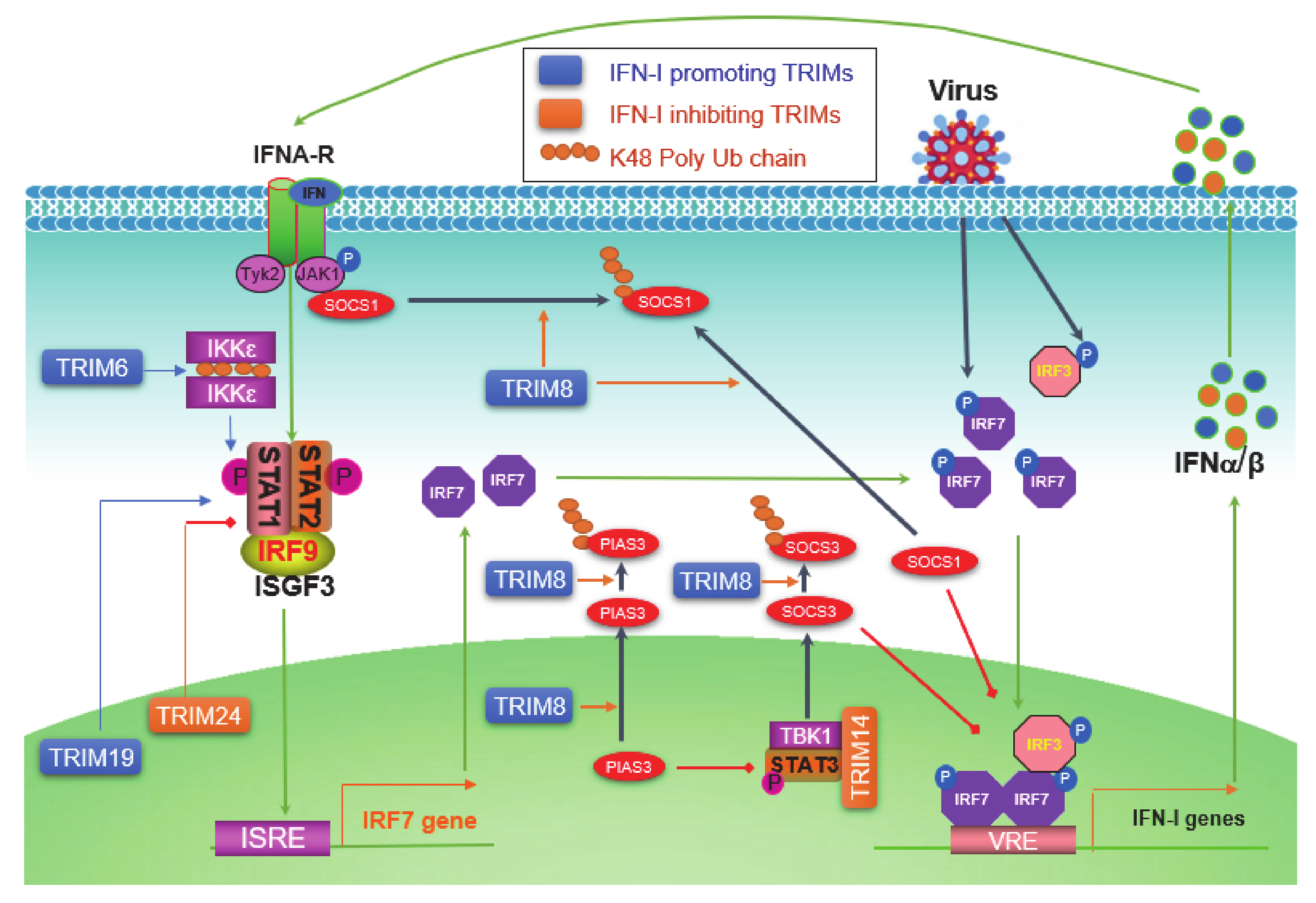 Viruses 13 00279 g004 Viruses 13 00279 g004
