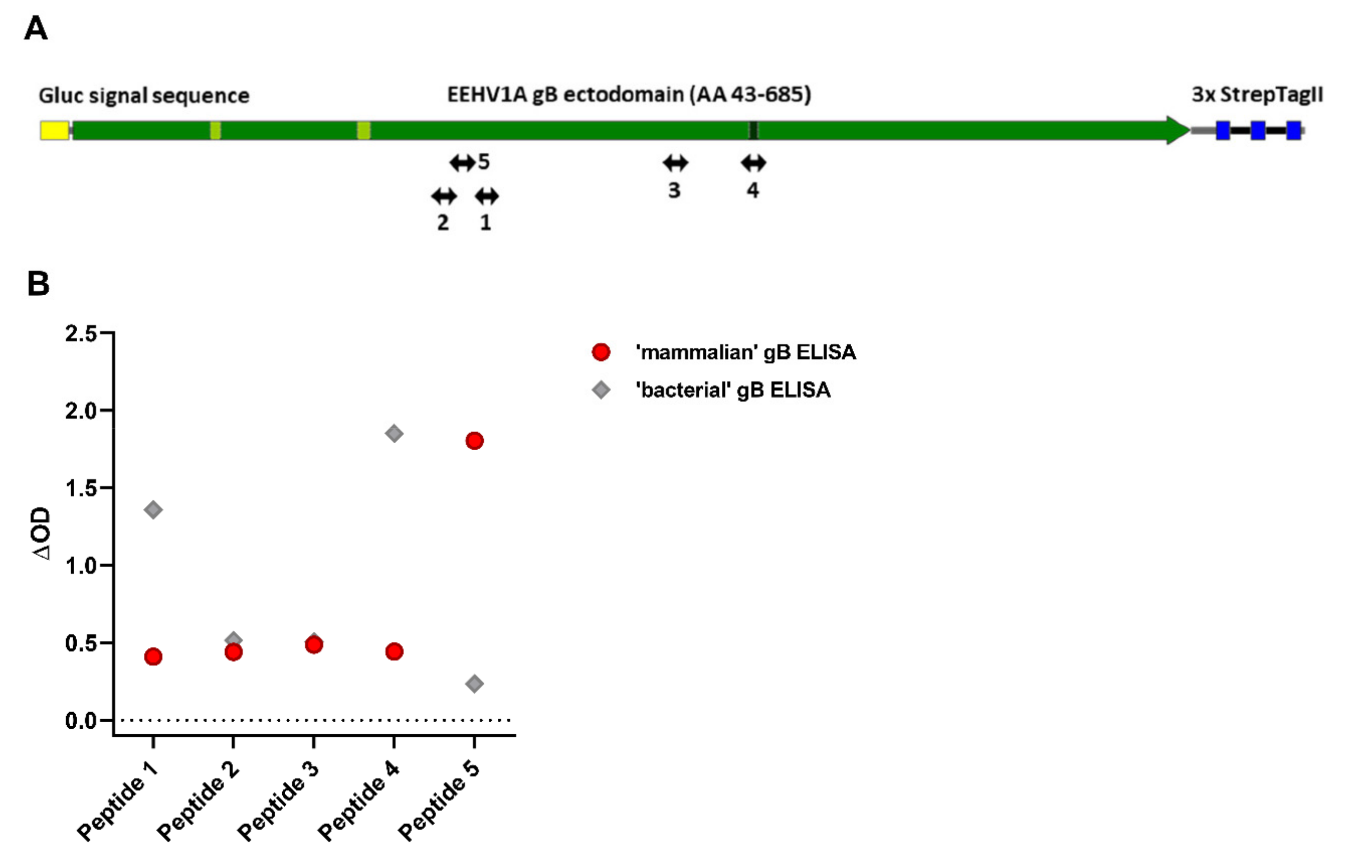 Viruses 13 00283 g005