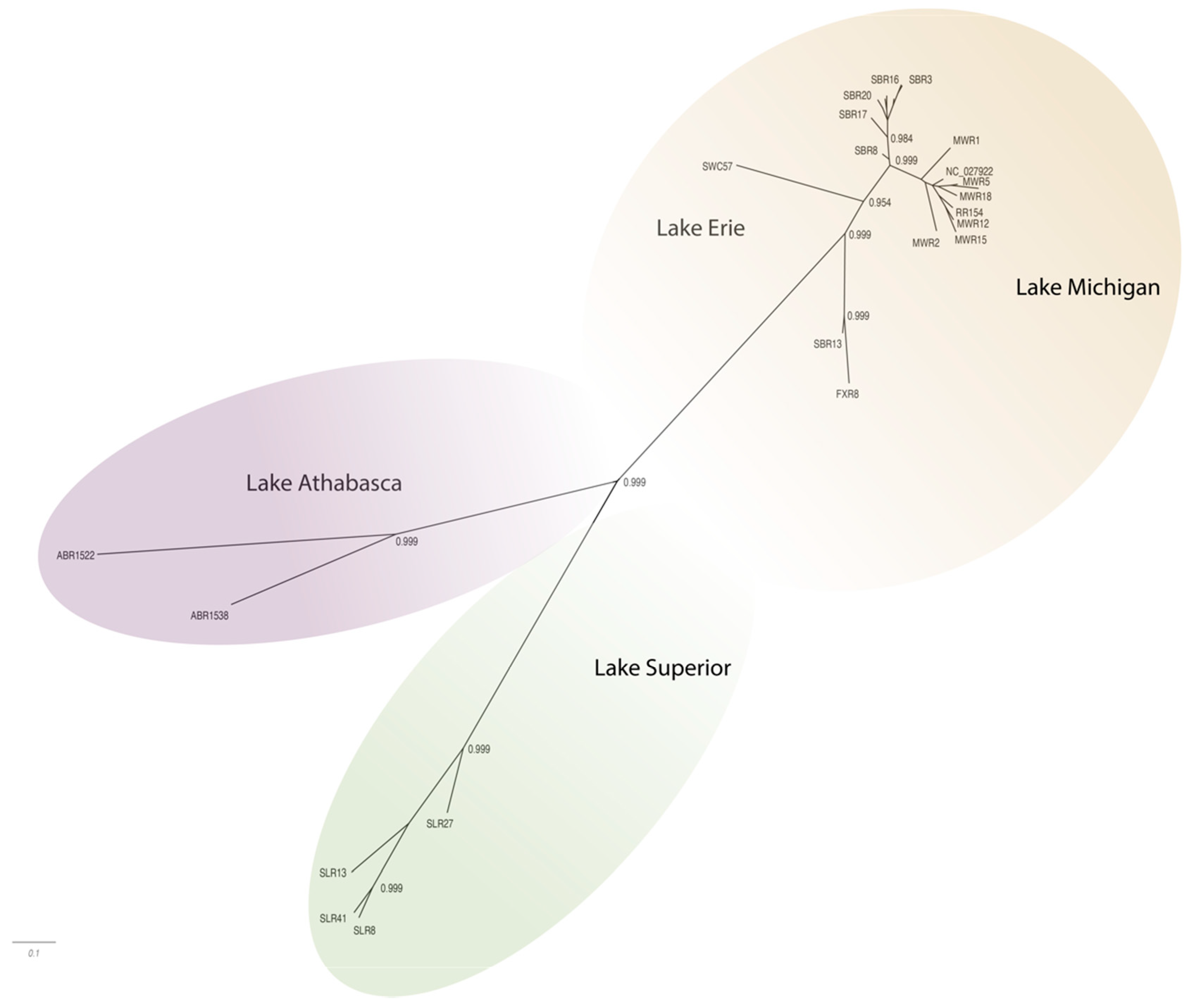 Viruses 13 00285 g003