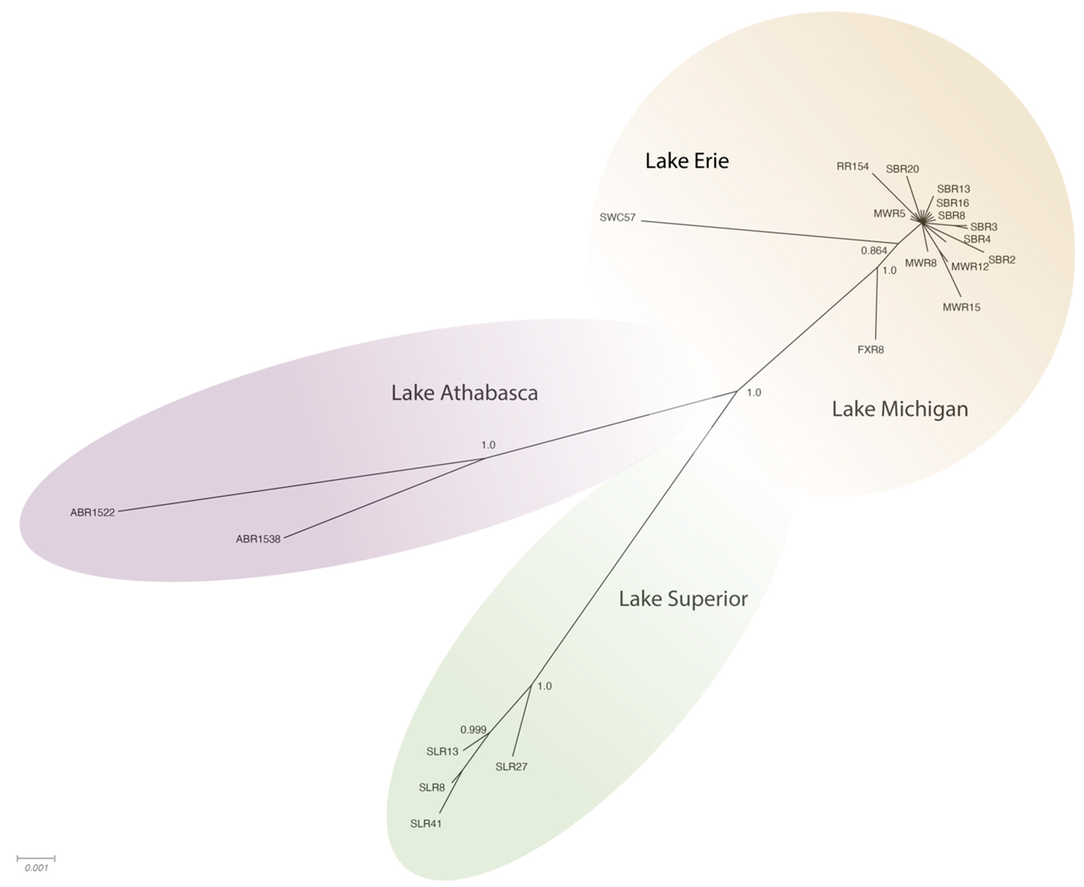 Viruses 13 00285 g004