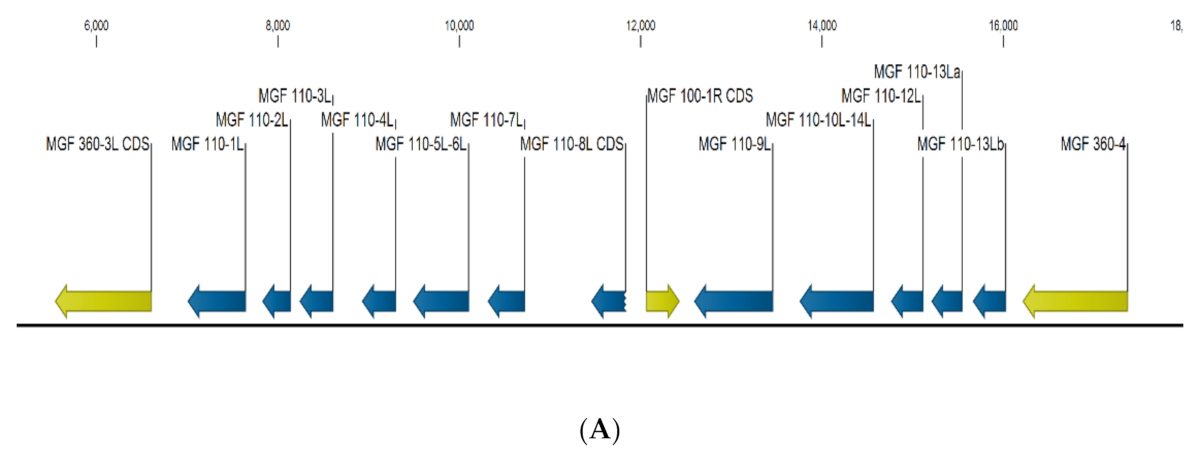 Viruses 13 00286 g001a Viruses 13 00286 g001a