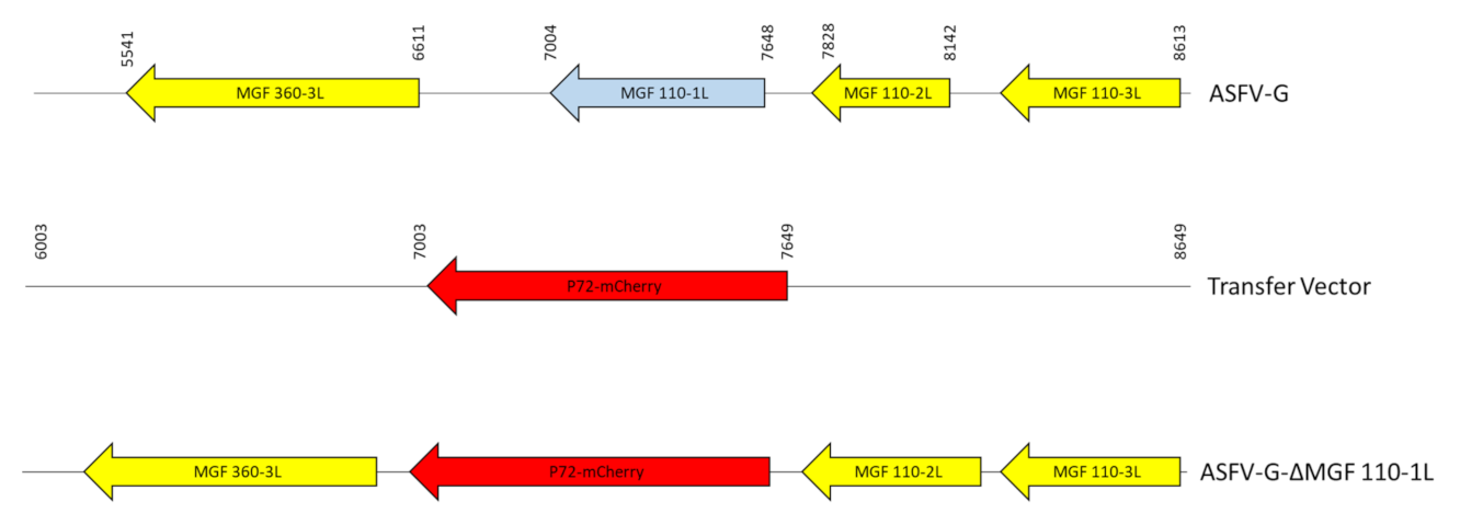 Viruses 13 00286 g003 Viruses 13 00286 g003