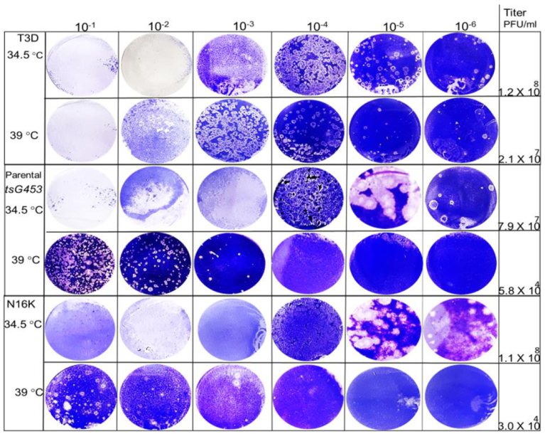 Viruses 13 00289 g003 Viruses 13 00289 g003