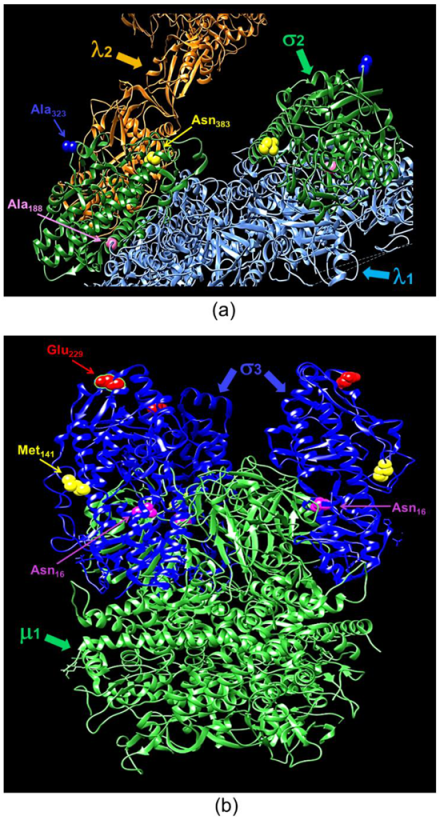 Viruses 13 00289 g005 Viruses 13 00289 g005