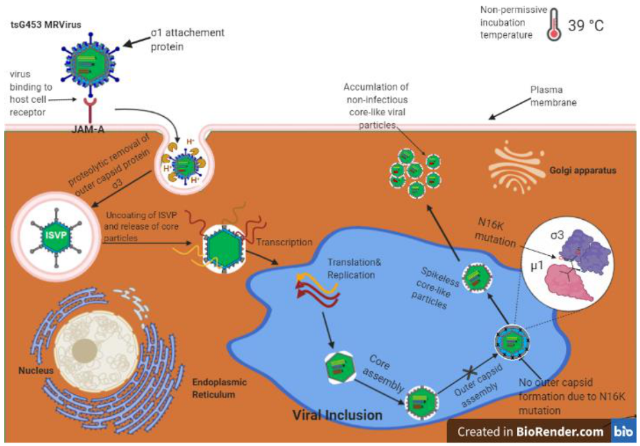 Viruses 13 00289 g006 Viruses 13 00289 g006