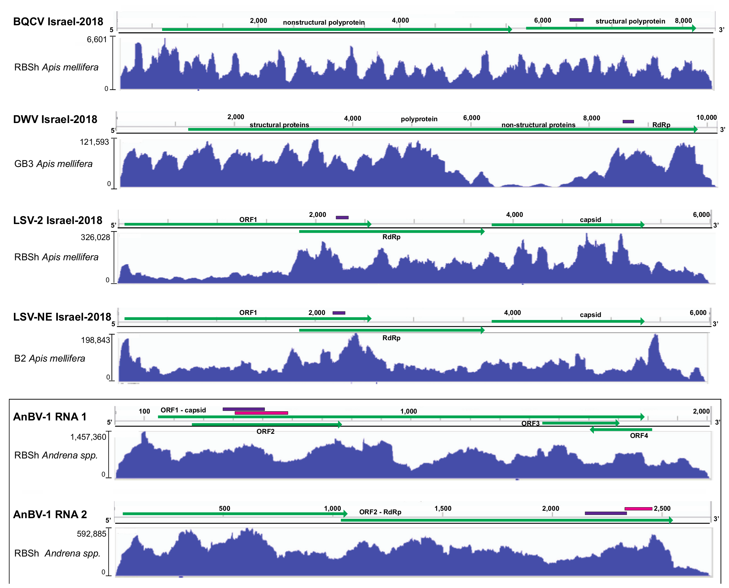 Viruses 13 00291 g002