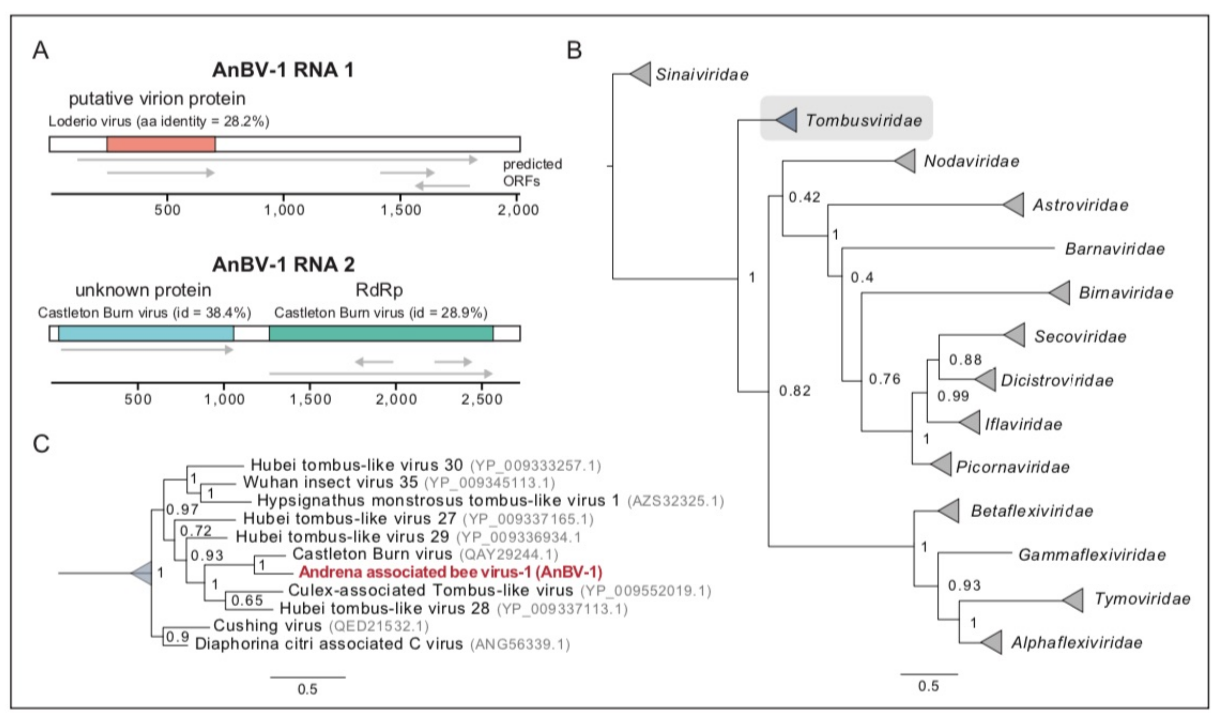 Viruses 13 00291 g003