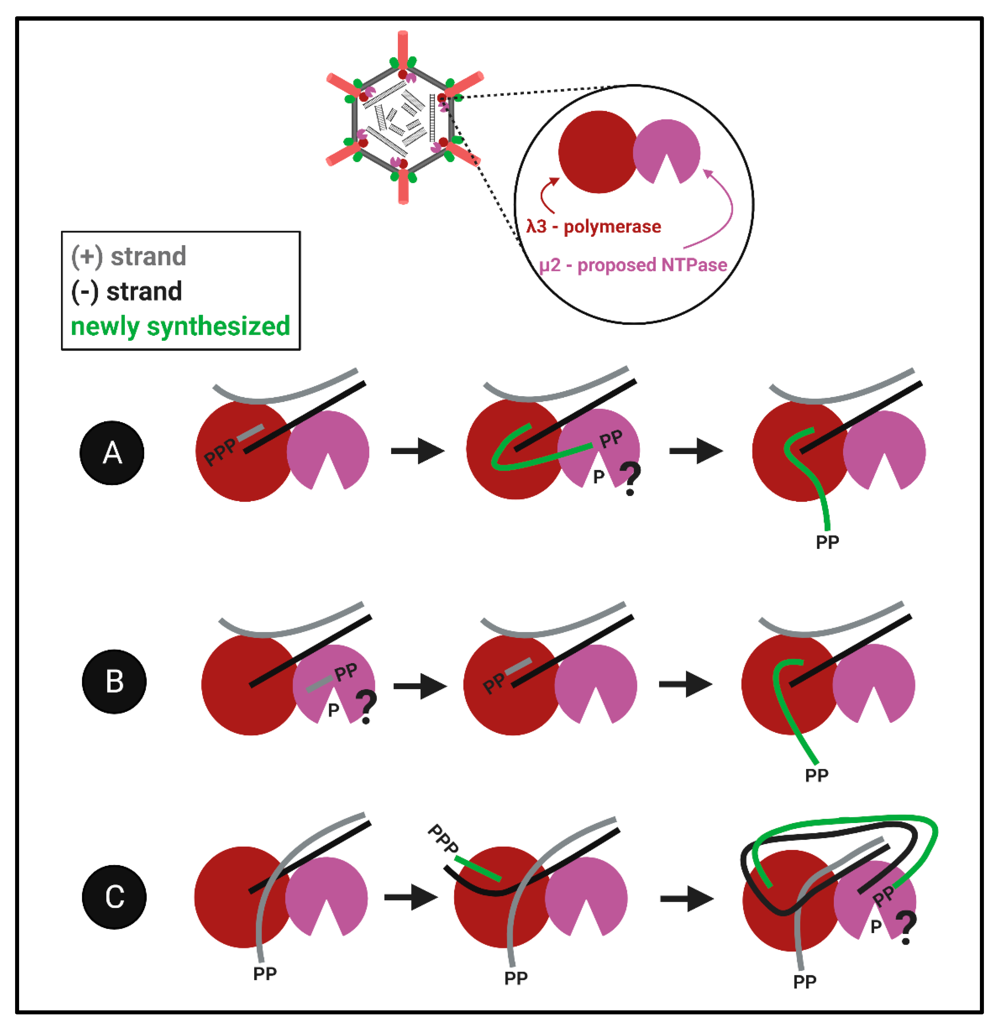 Viruses 13 00294 g008