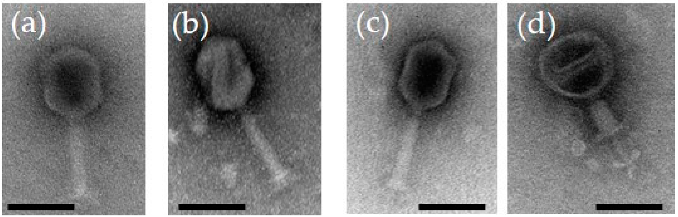 Viruses 13 00296 g001 Viruses 13 00296 g001