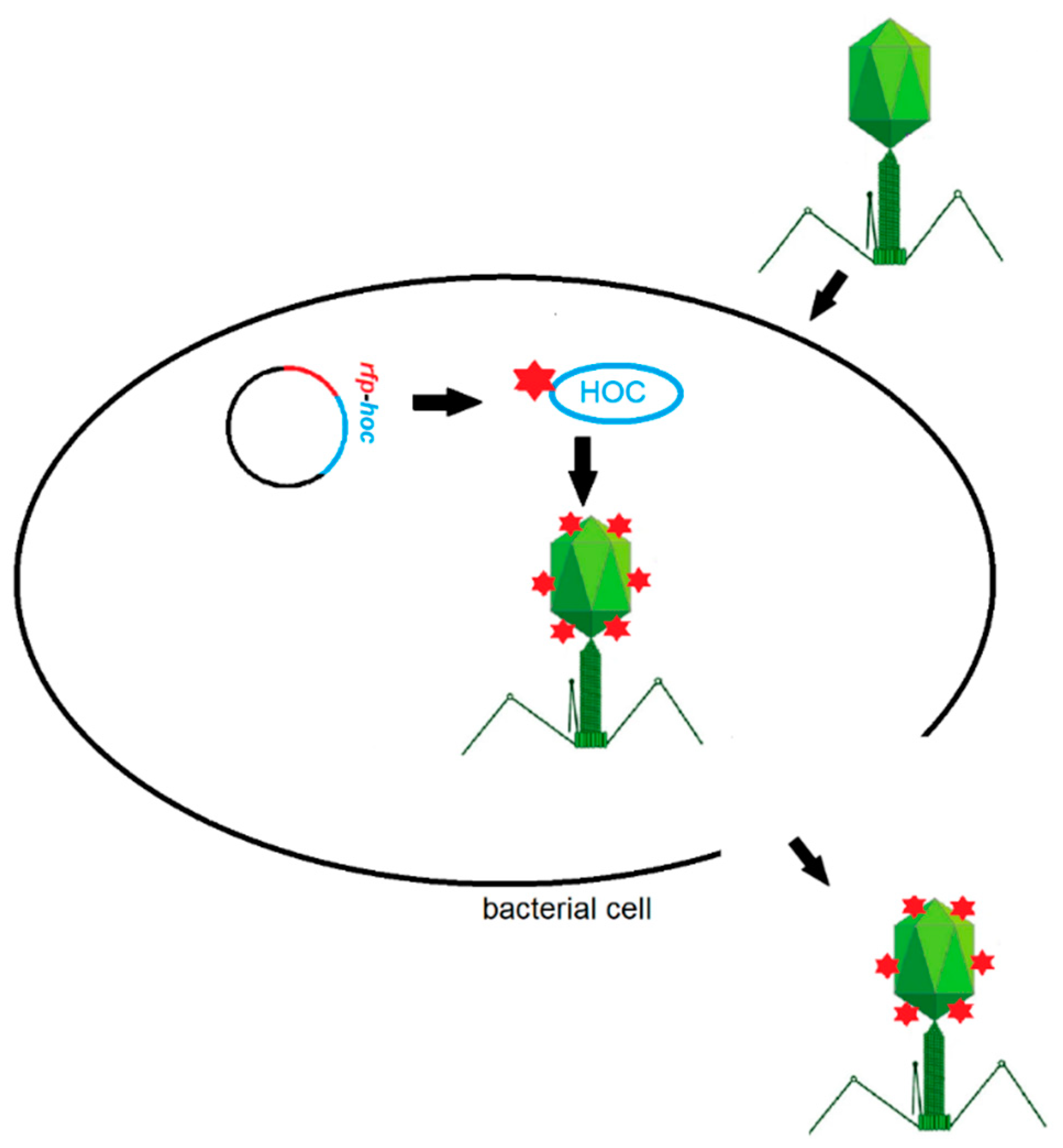 Viruses 13 00297 g002