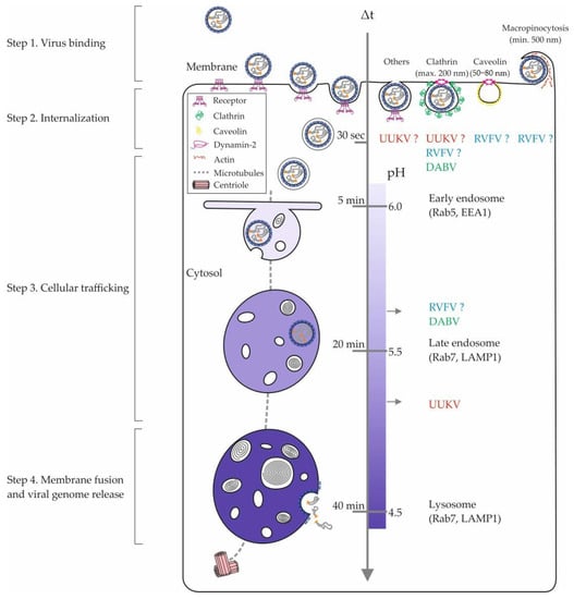 Viruses 13 00299 g002