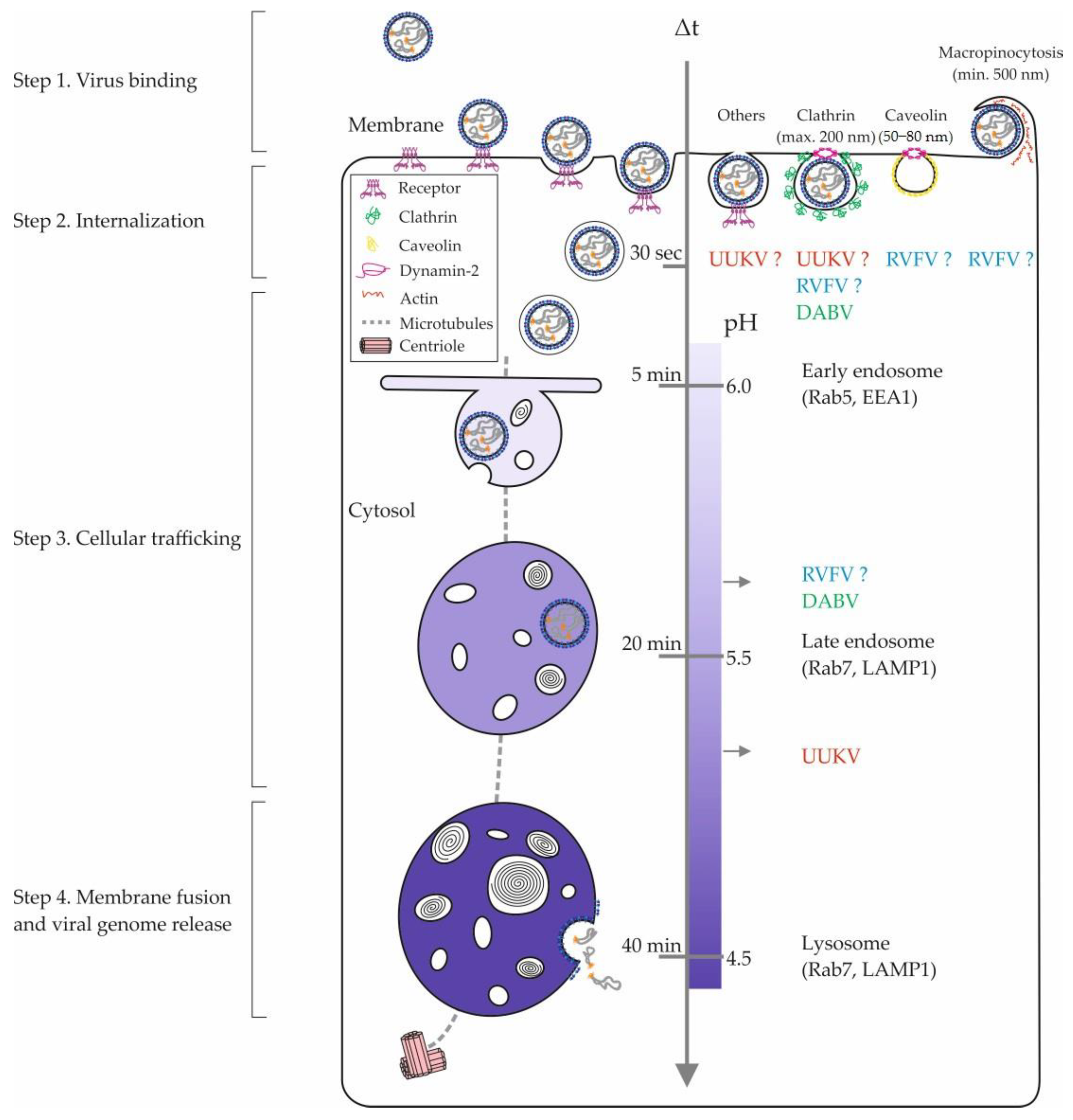 Viruses 13 00299 g002 Viruses 13 00299 g002