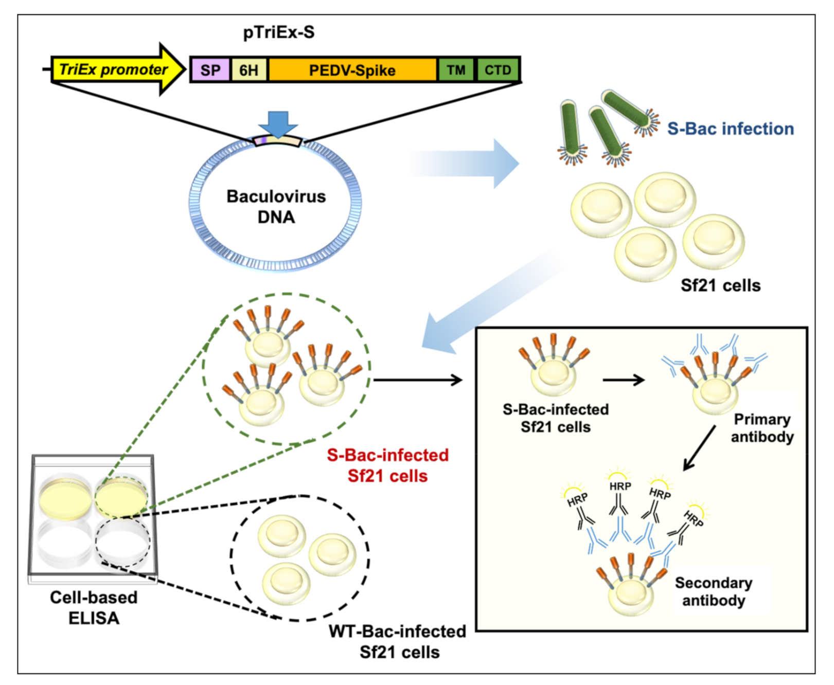 Viruses 13 00303 g001