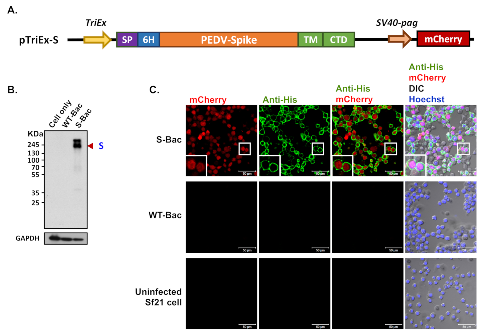 Viruses 13 00303 g002