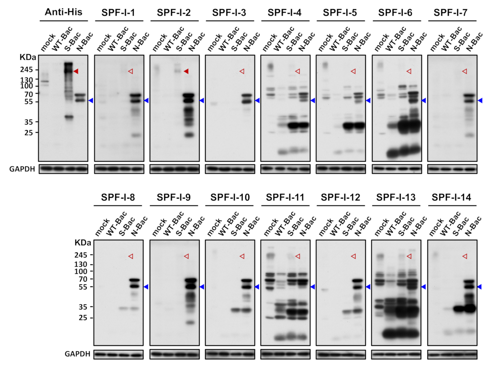 Viruses 13 00303 g003