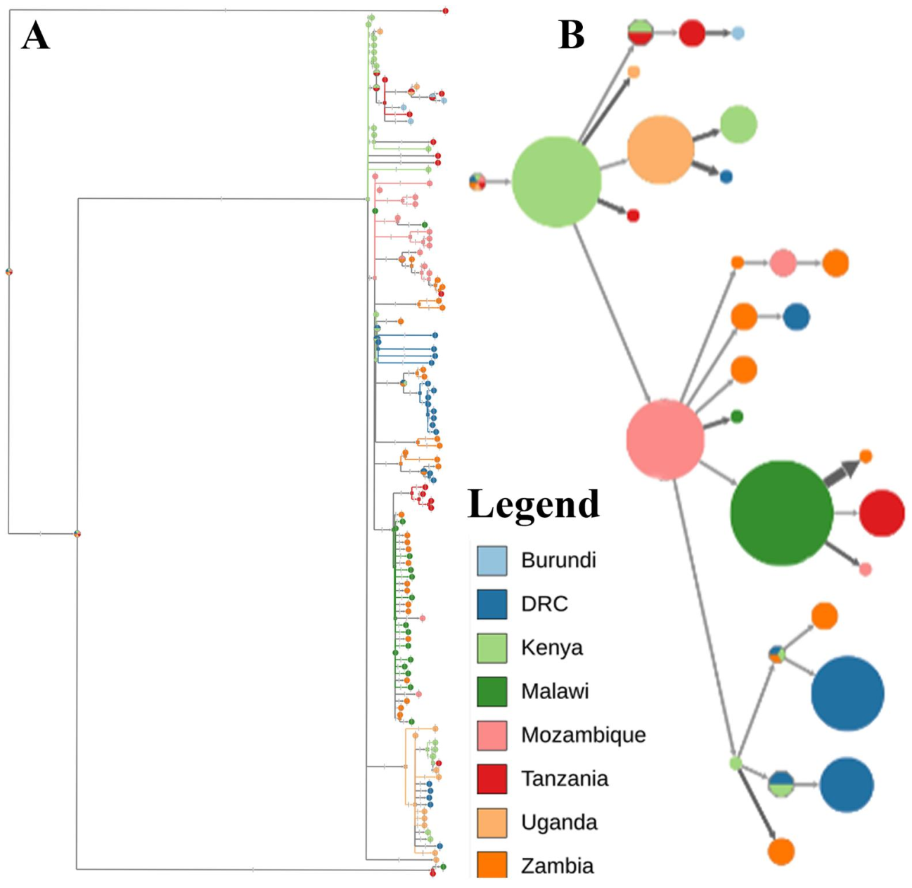 Viruses 13 00306 g003