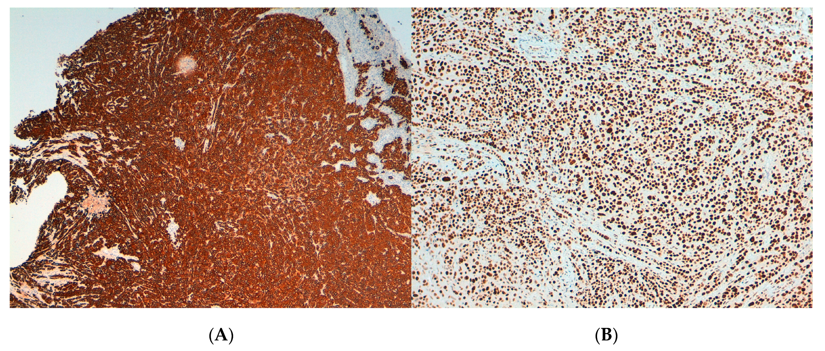 Viruses 13 00307 g002 Viruses 13 00307 g002