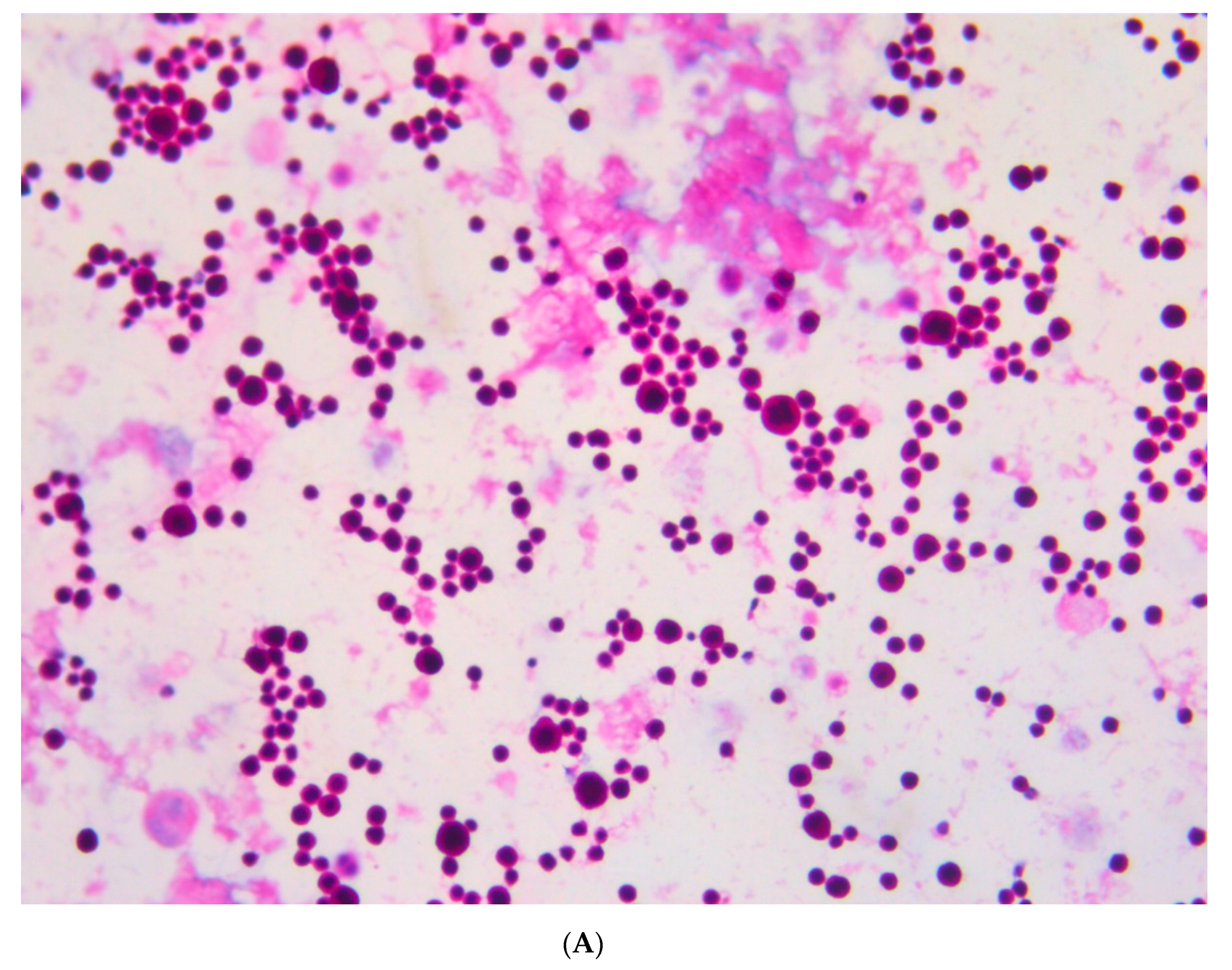 Viruses 13 00307 g003a Viruses 13 00307 g003a