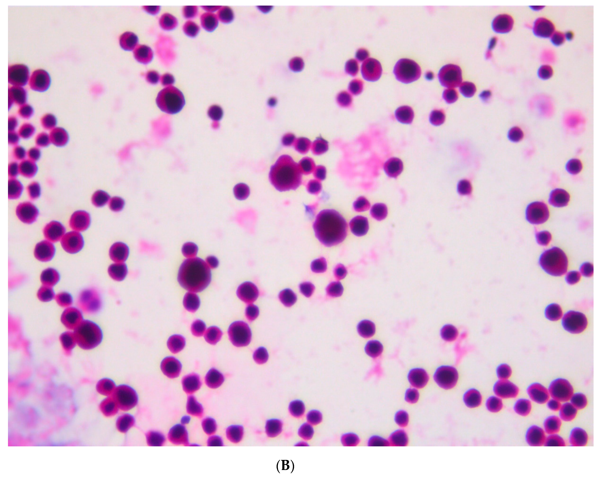 Viruses 13 00307 g003b Viruses 13 00307 g003b