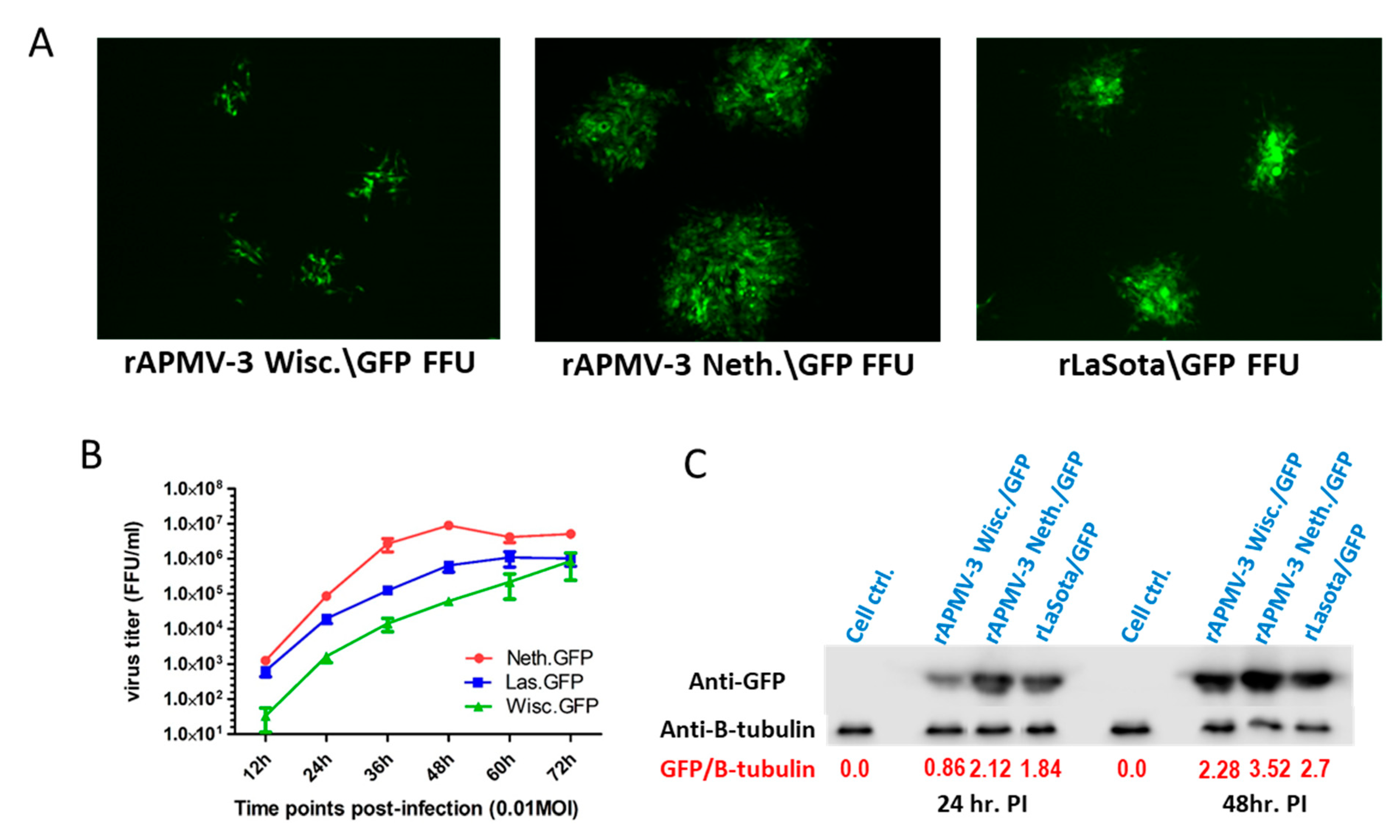 Viruses 13 00316 g003