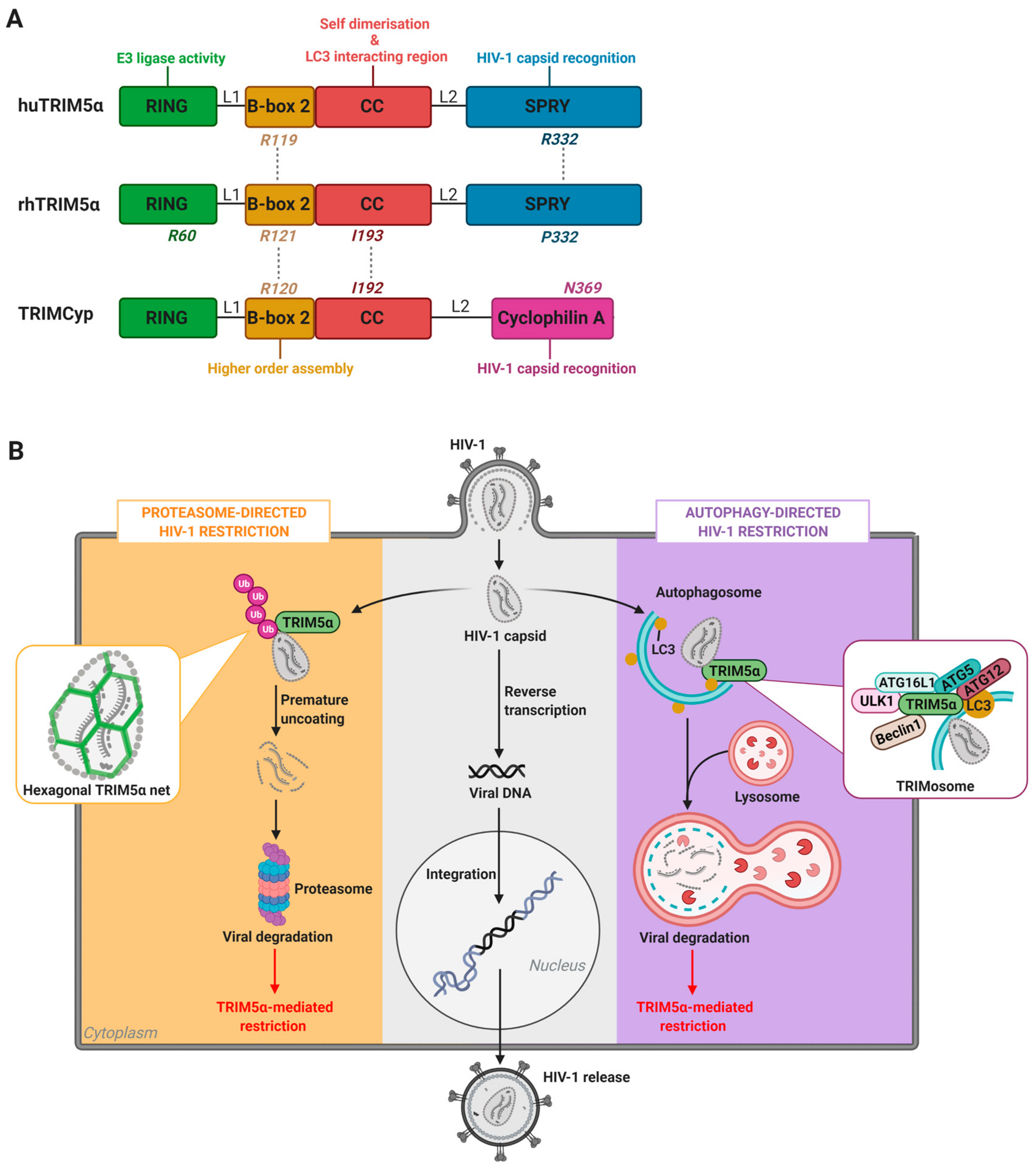 Viruses 13 00320 g001