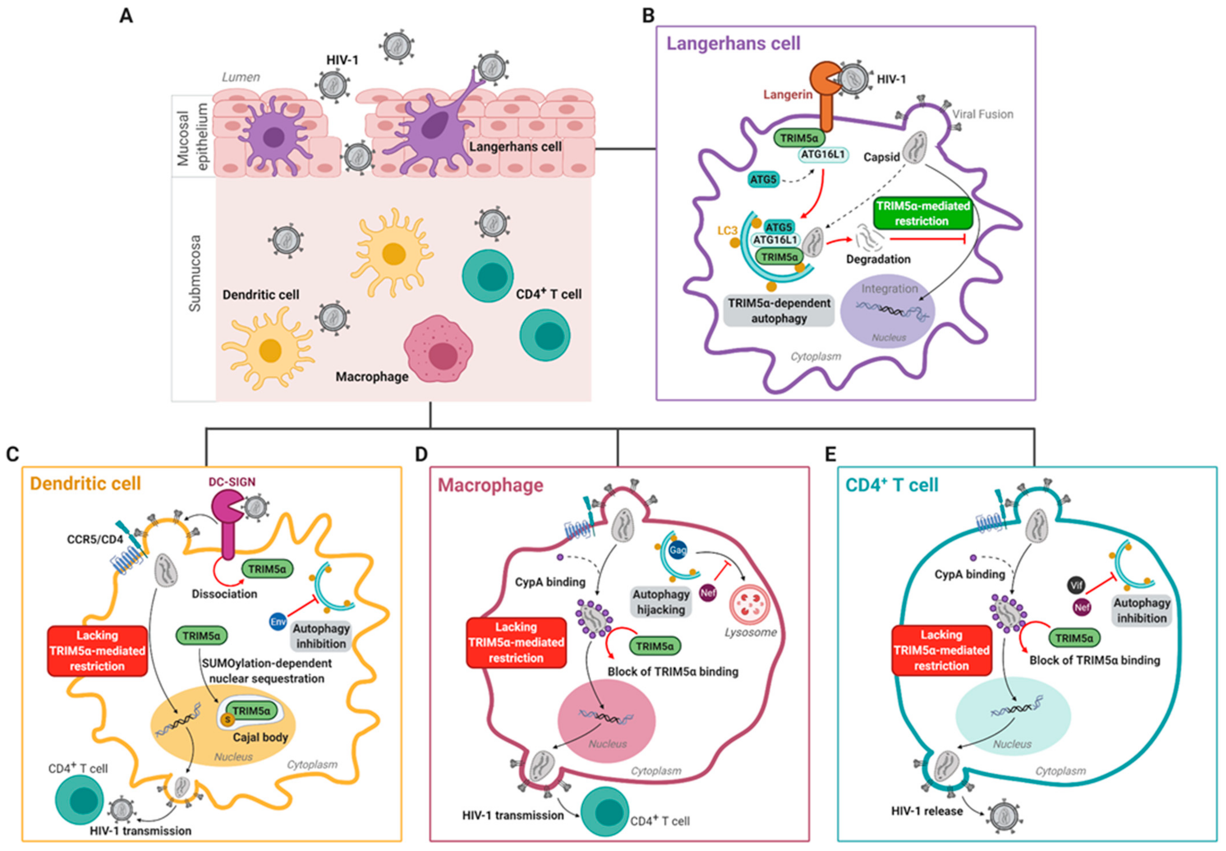 Viruses 13 00320 g002