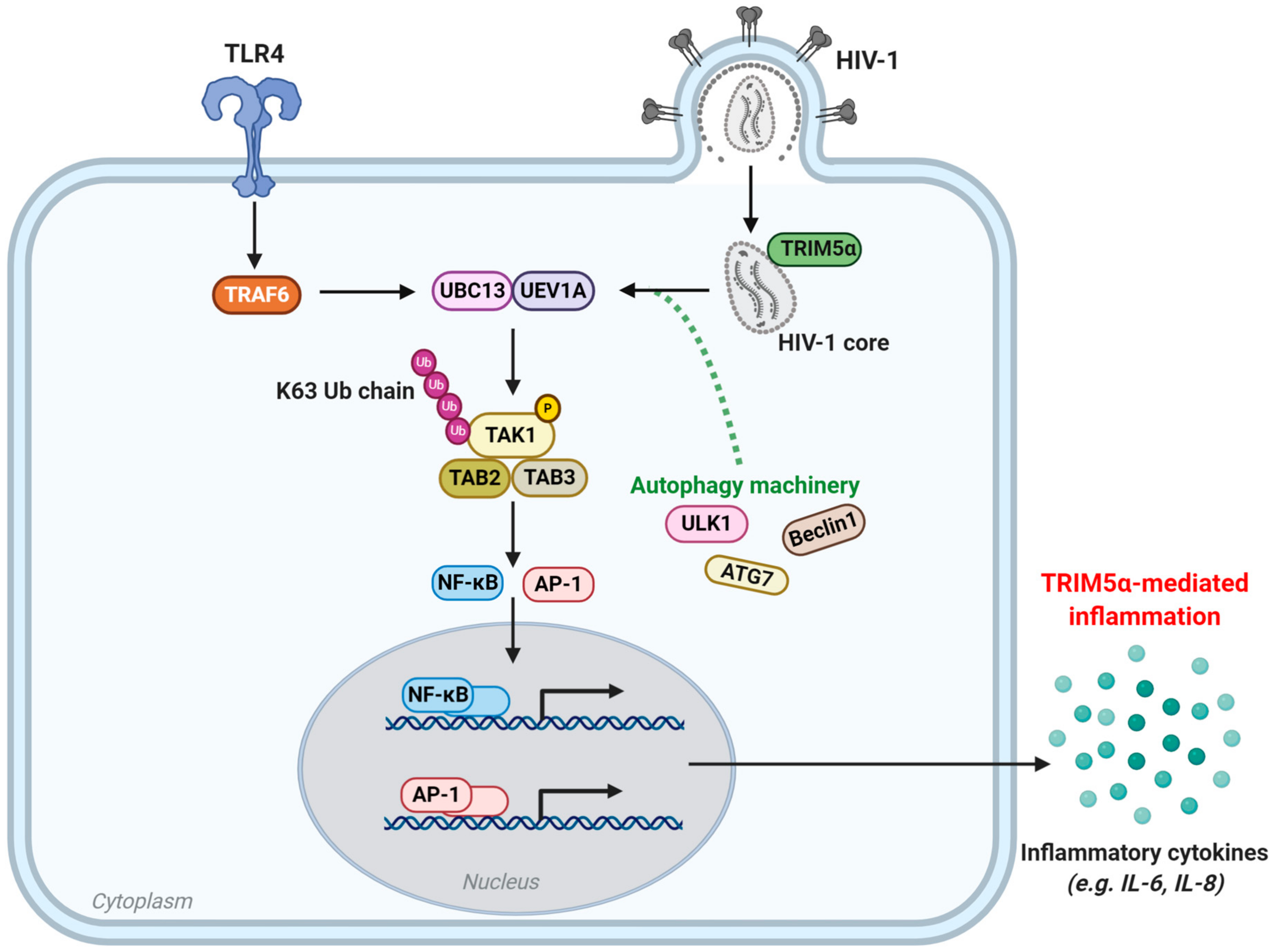 Viruses 13 00320 g003