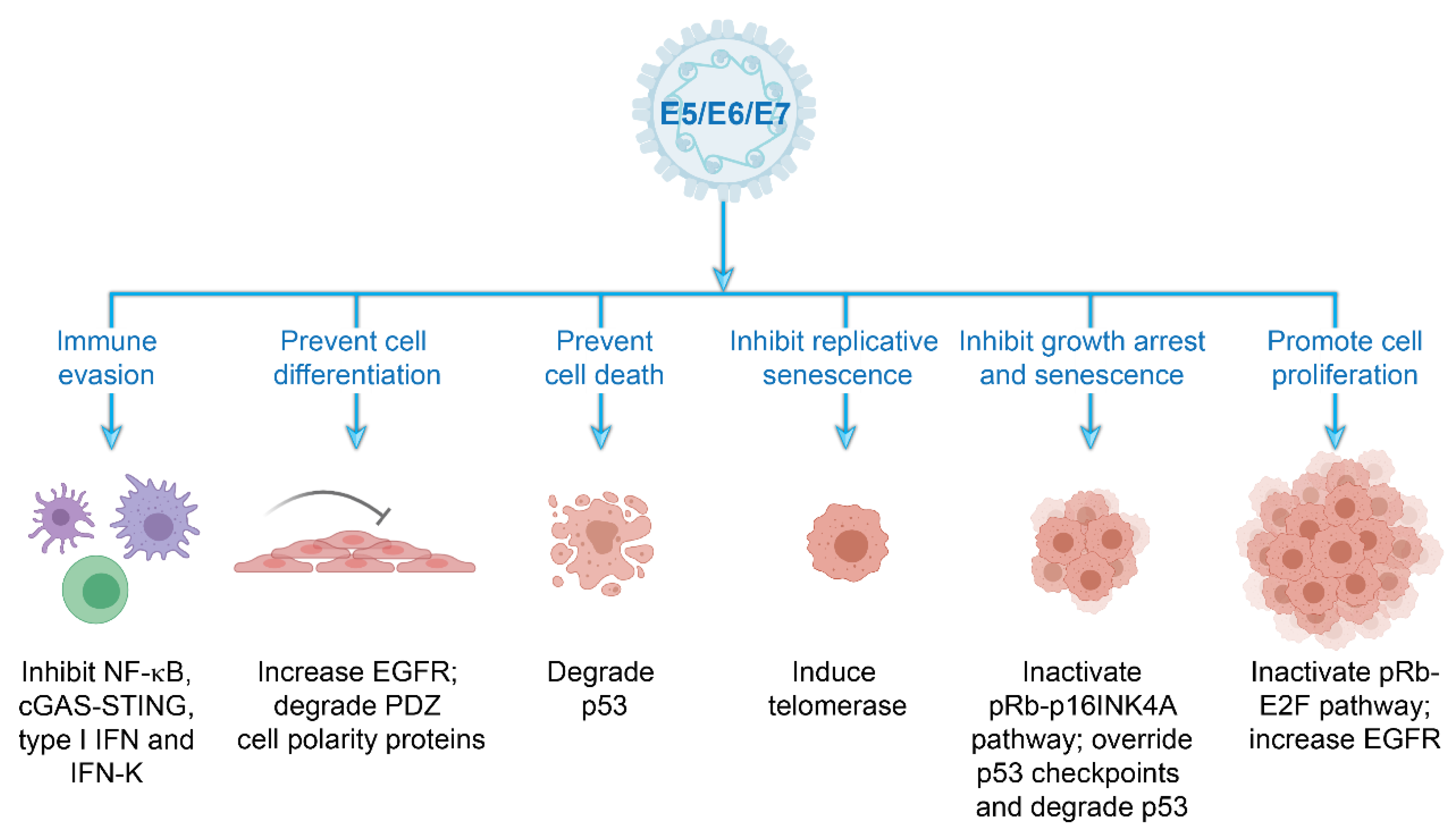 Viruses 13 00321 g005