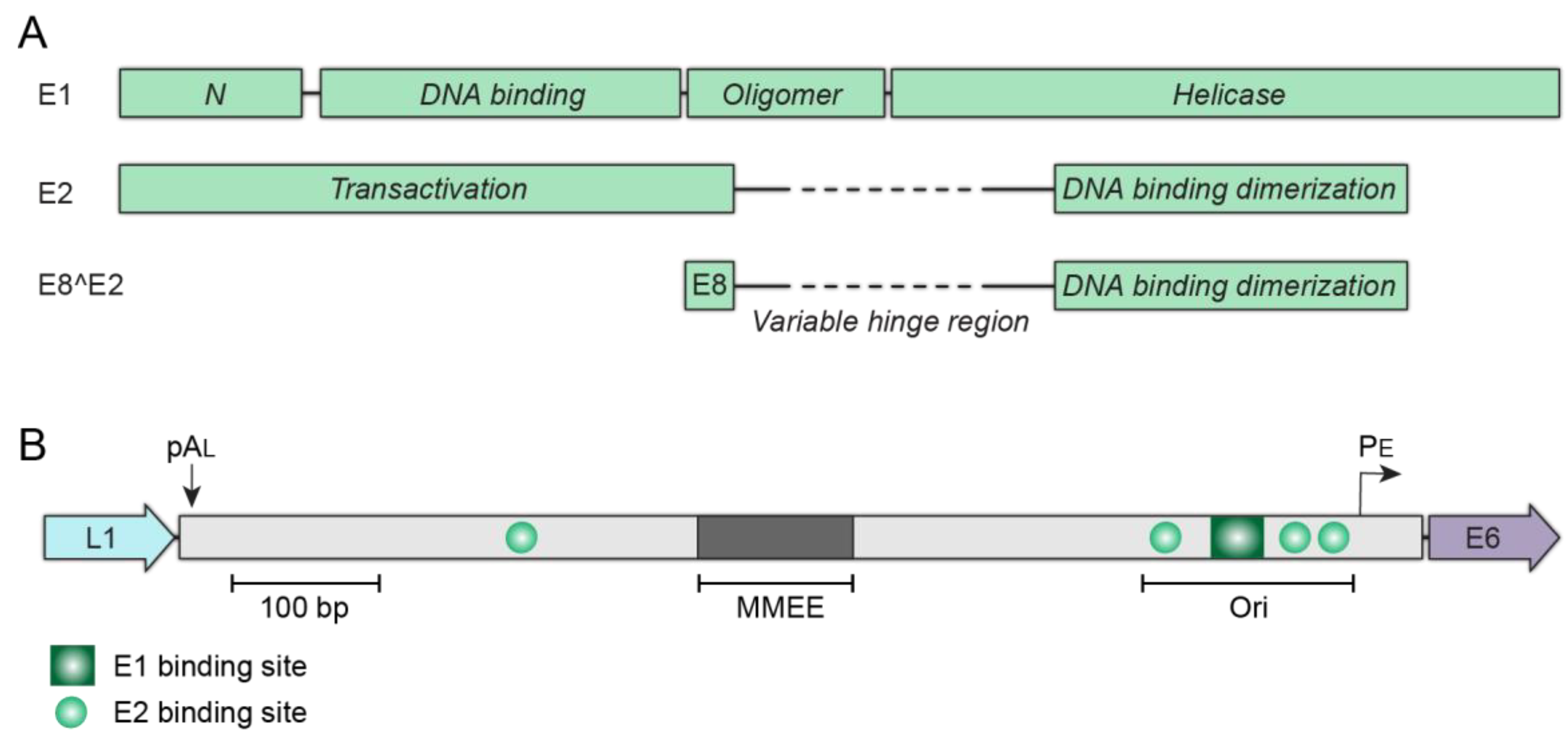 Viruses 13 00321 g006