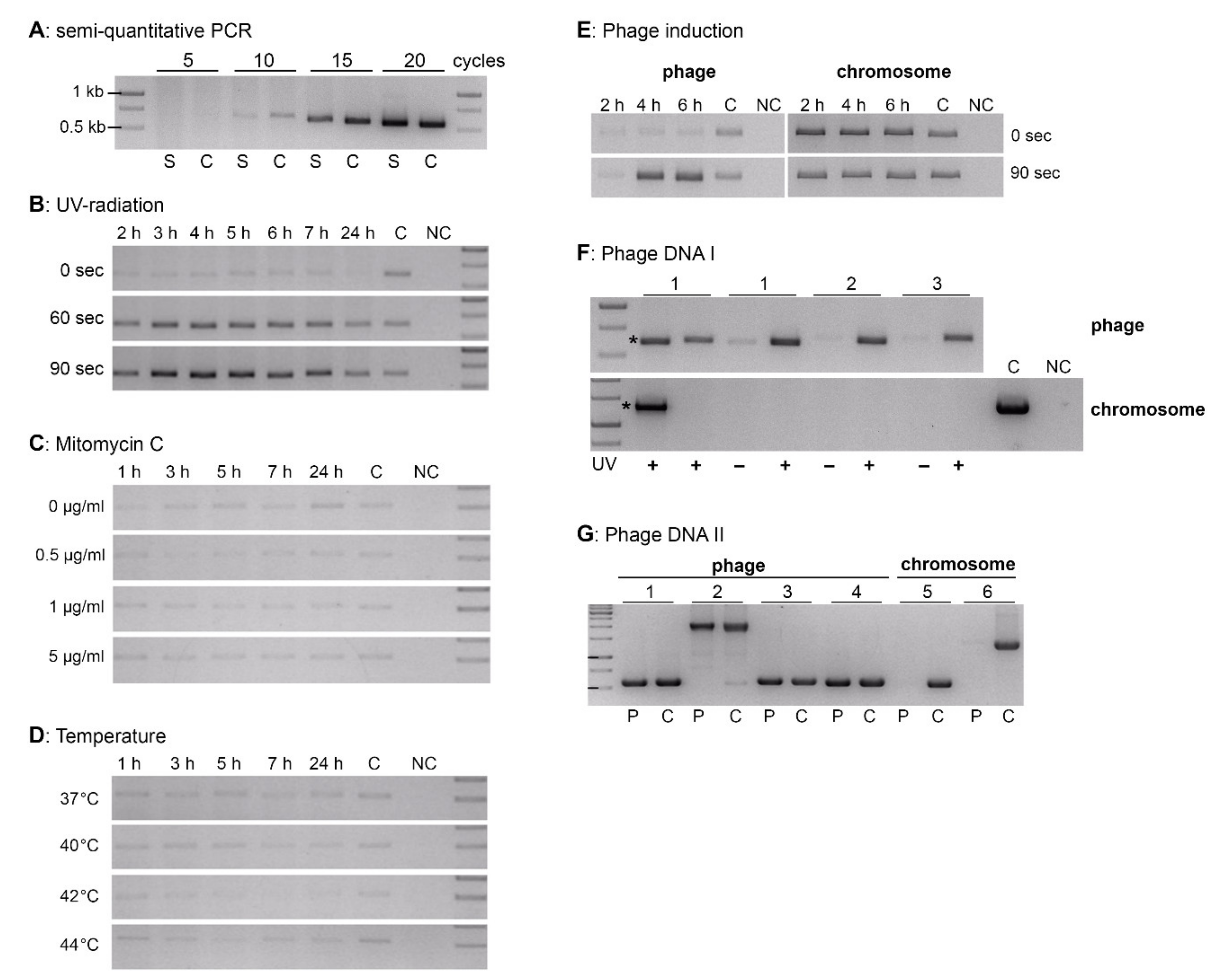 Viruses 13 00327 g004