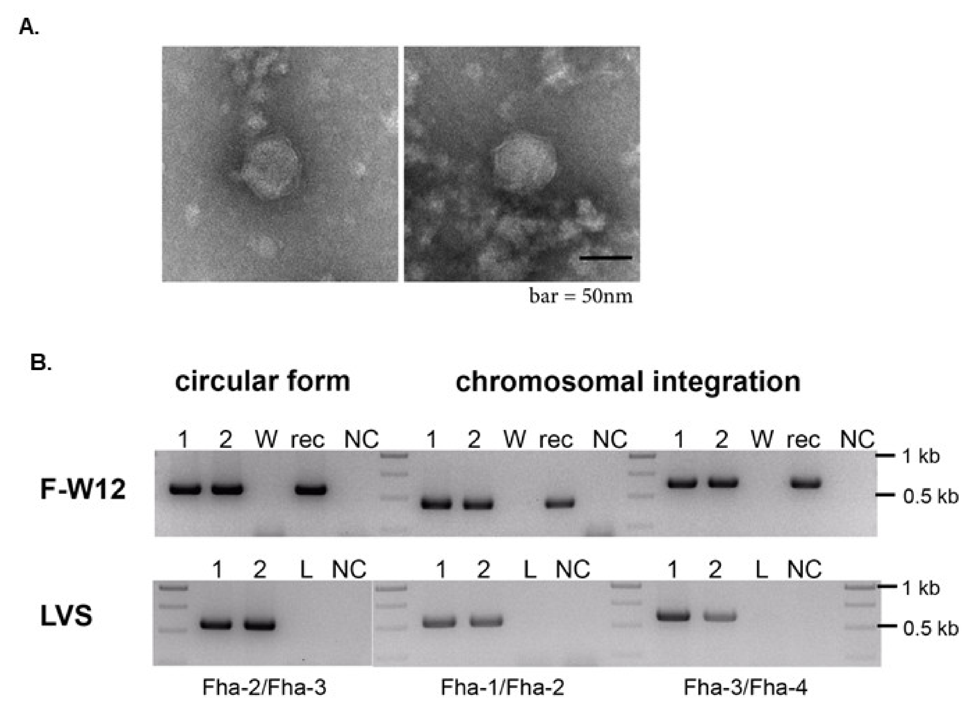 Viruses 13 00327 g006