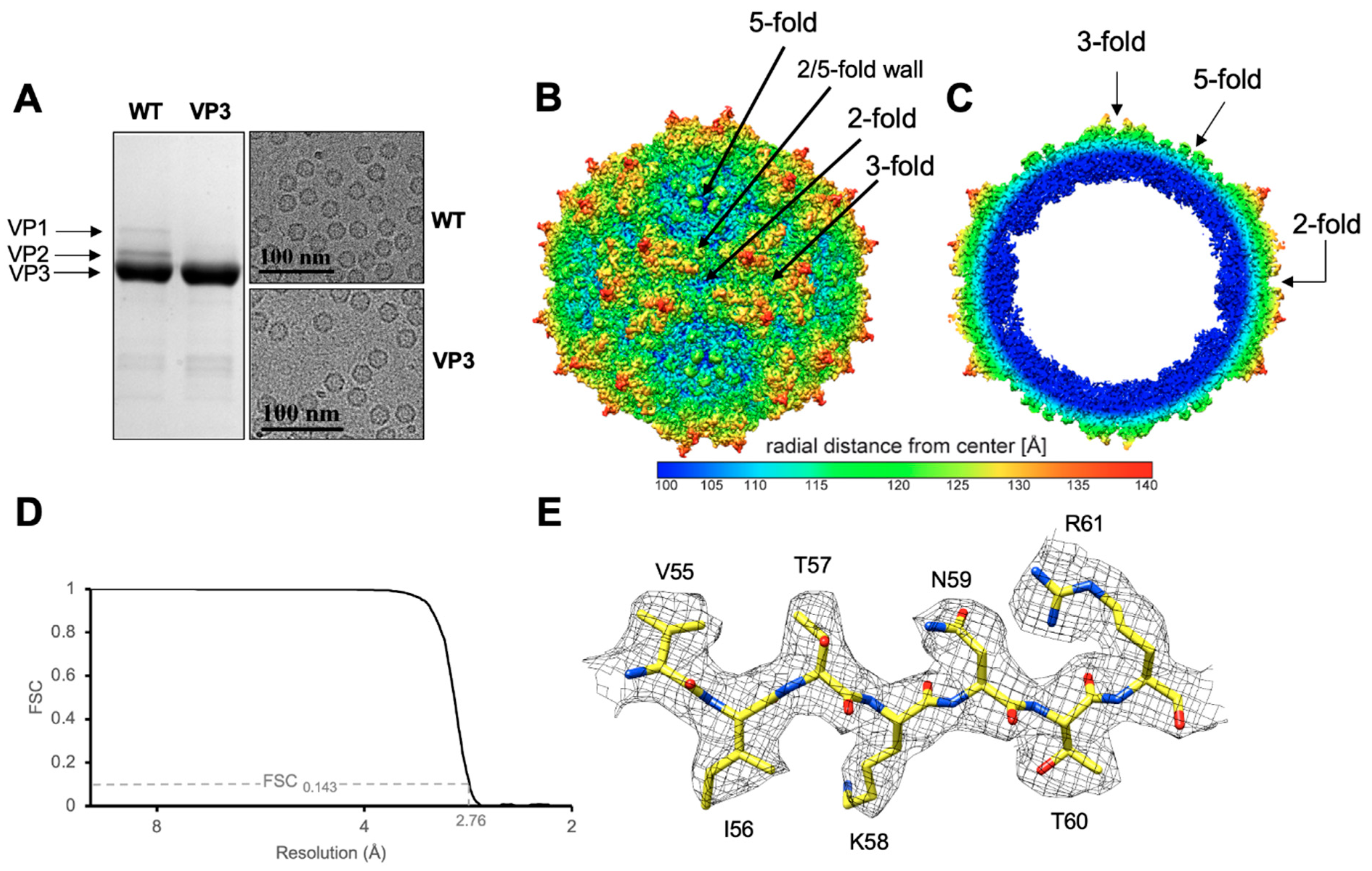Viruses 13 00330 g001