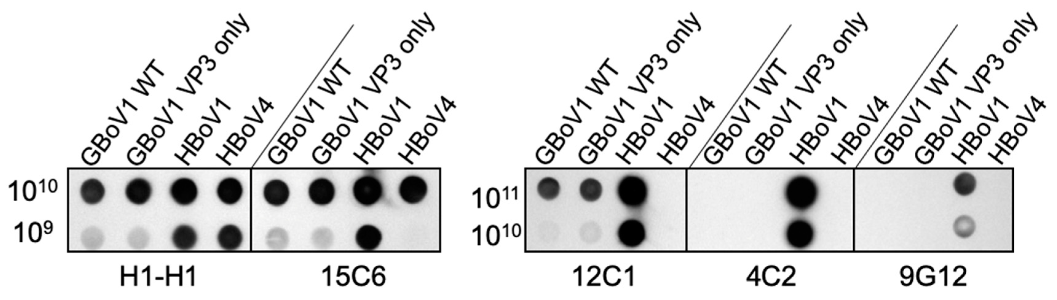 Viruses 13 00330 g004