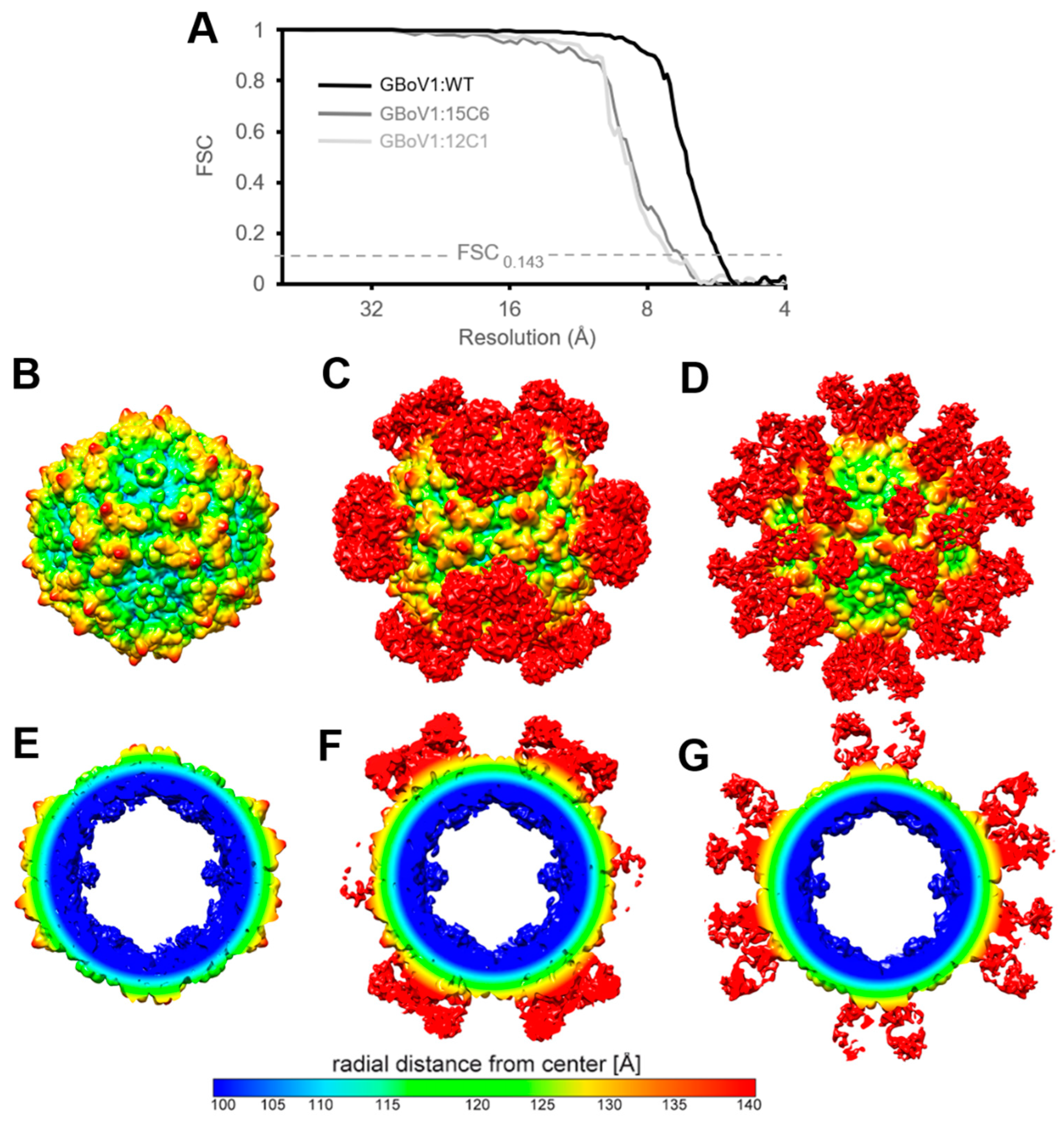 Viruses 13 00330 g005