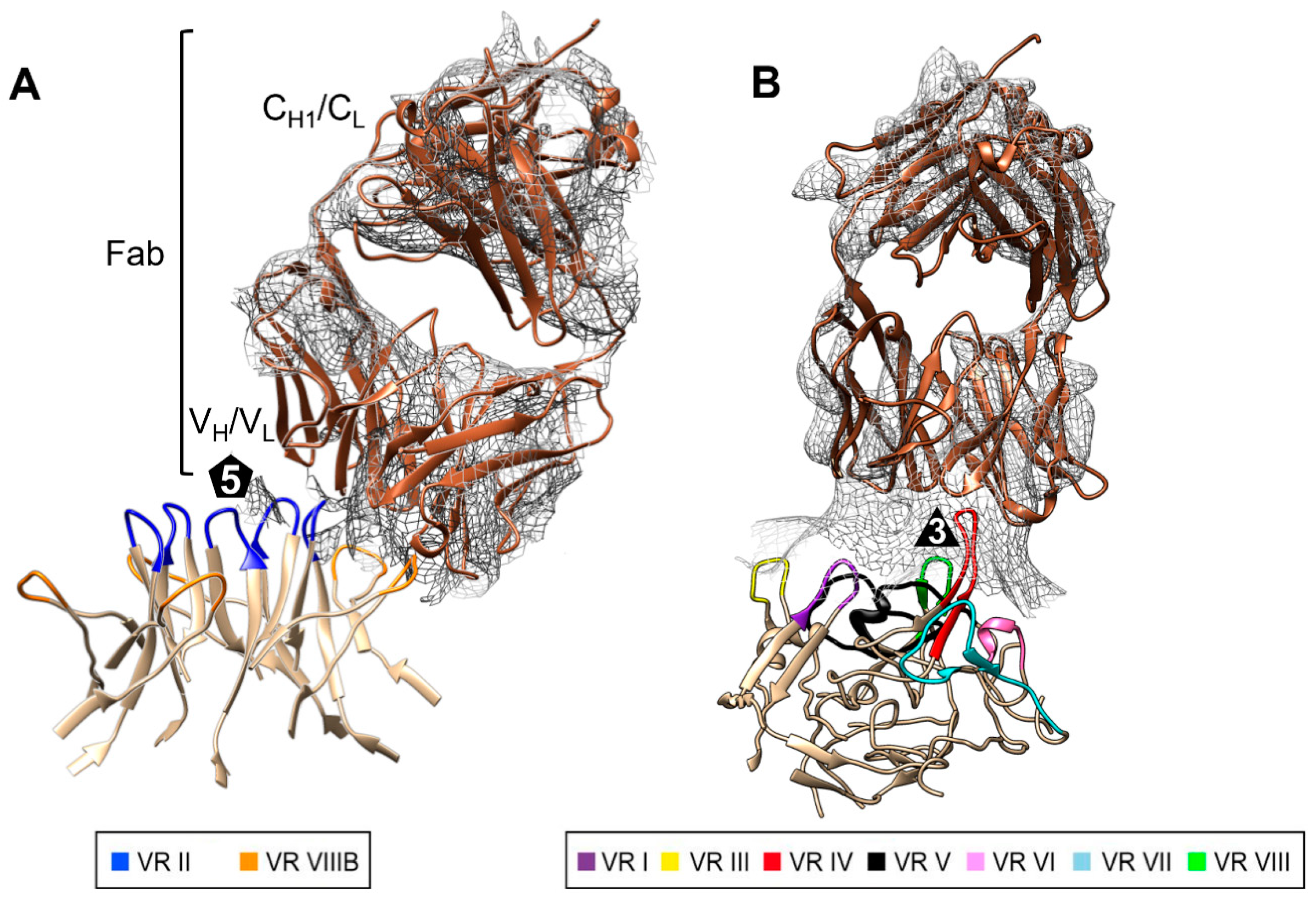 Viruses 13 00330 g006