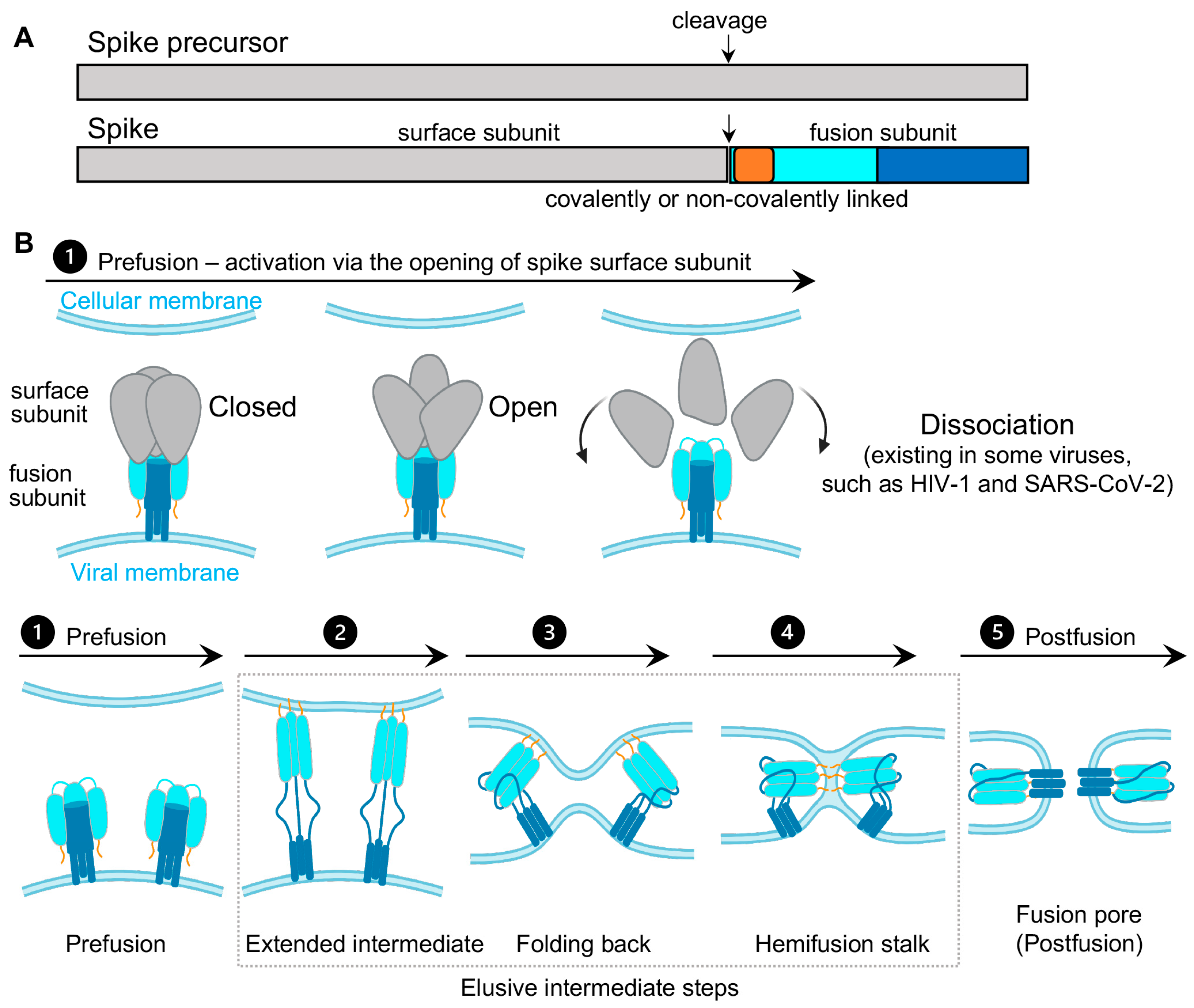 Viruses 13 00332 g001