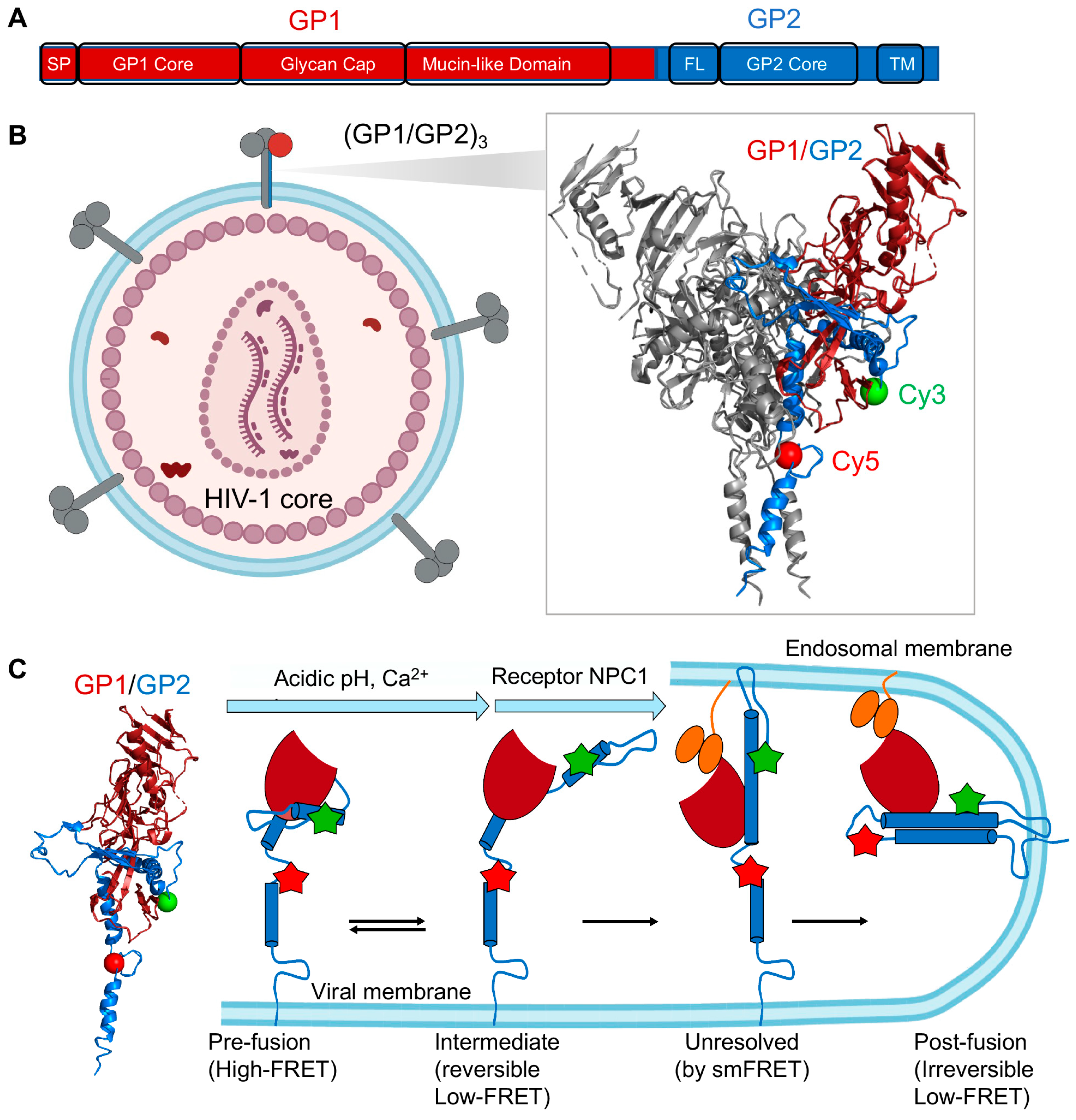 Viruses 13 00332 g006