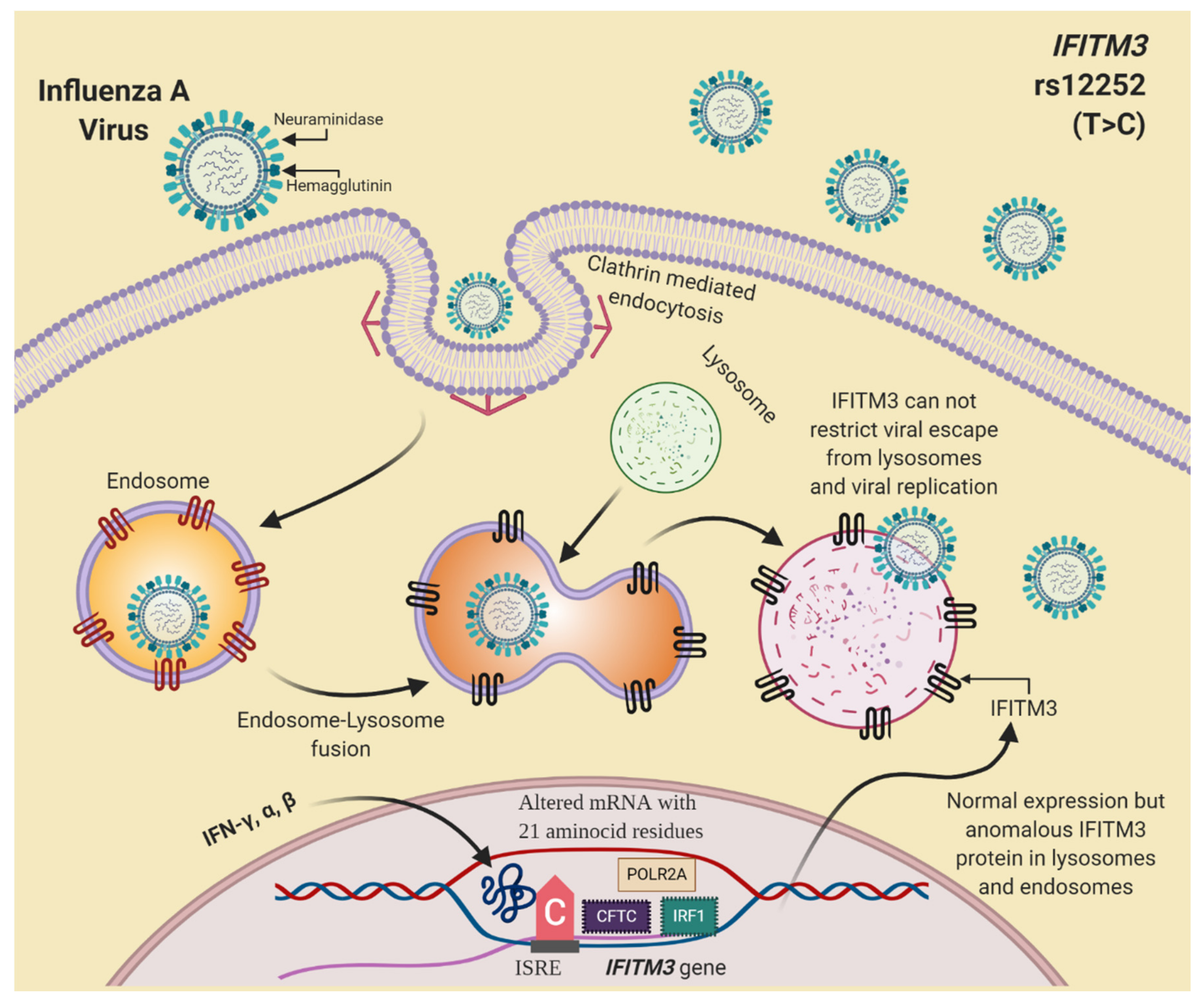 Viruses 13 00344 g003