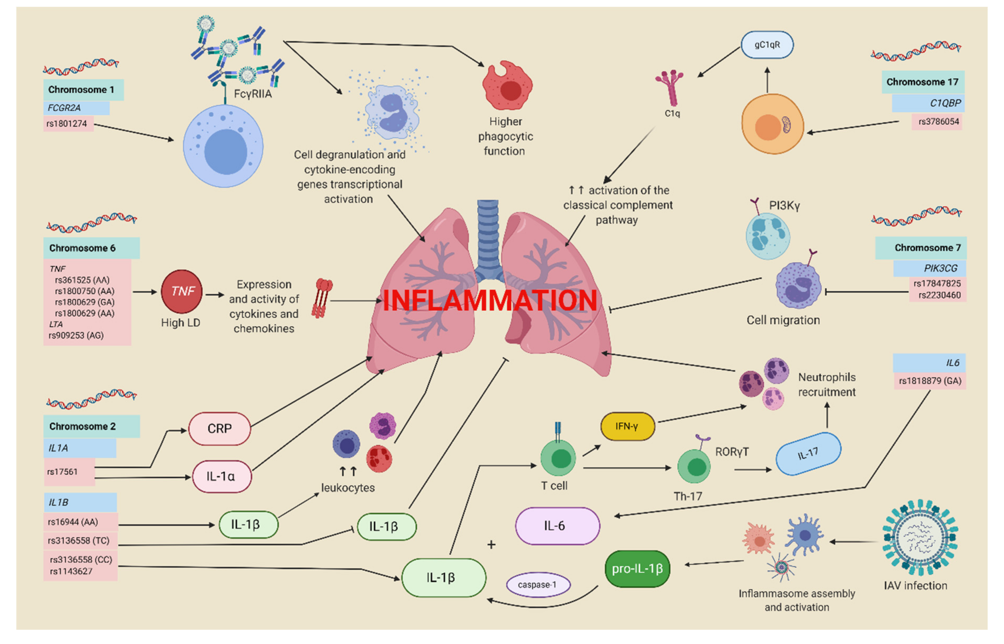 Viruses 13 00344 g004