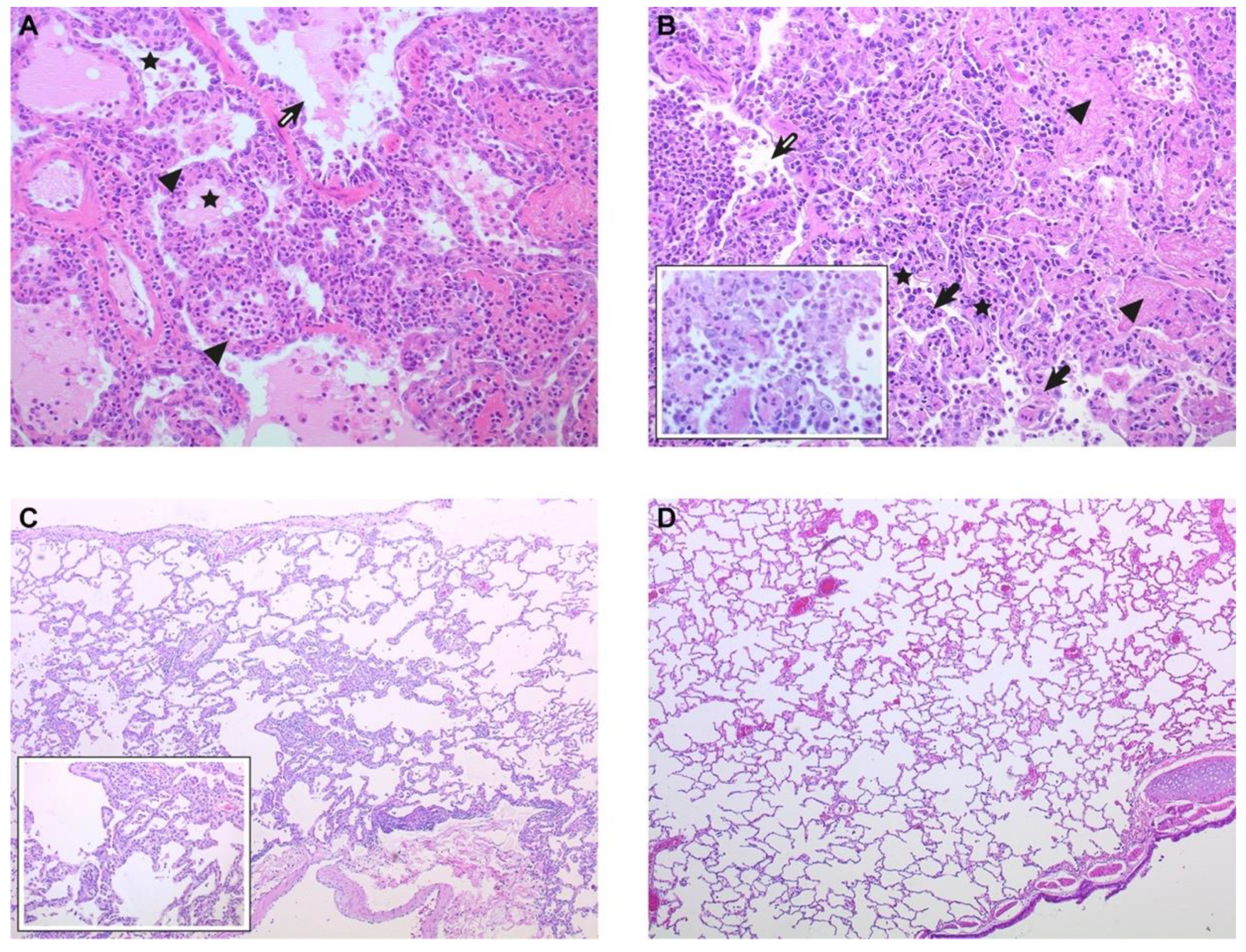 Viruses 13 00345 g003