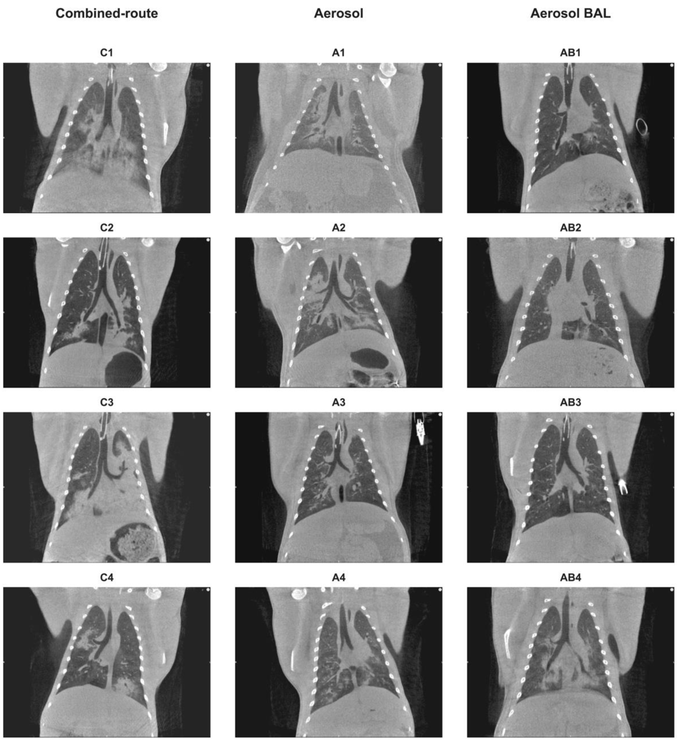 Viruses 13 00345 g005