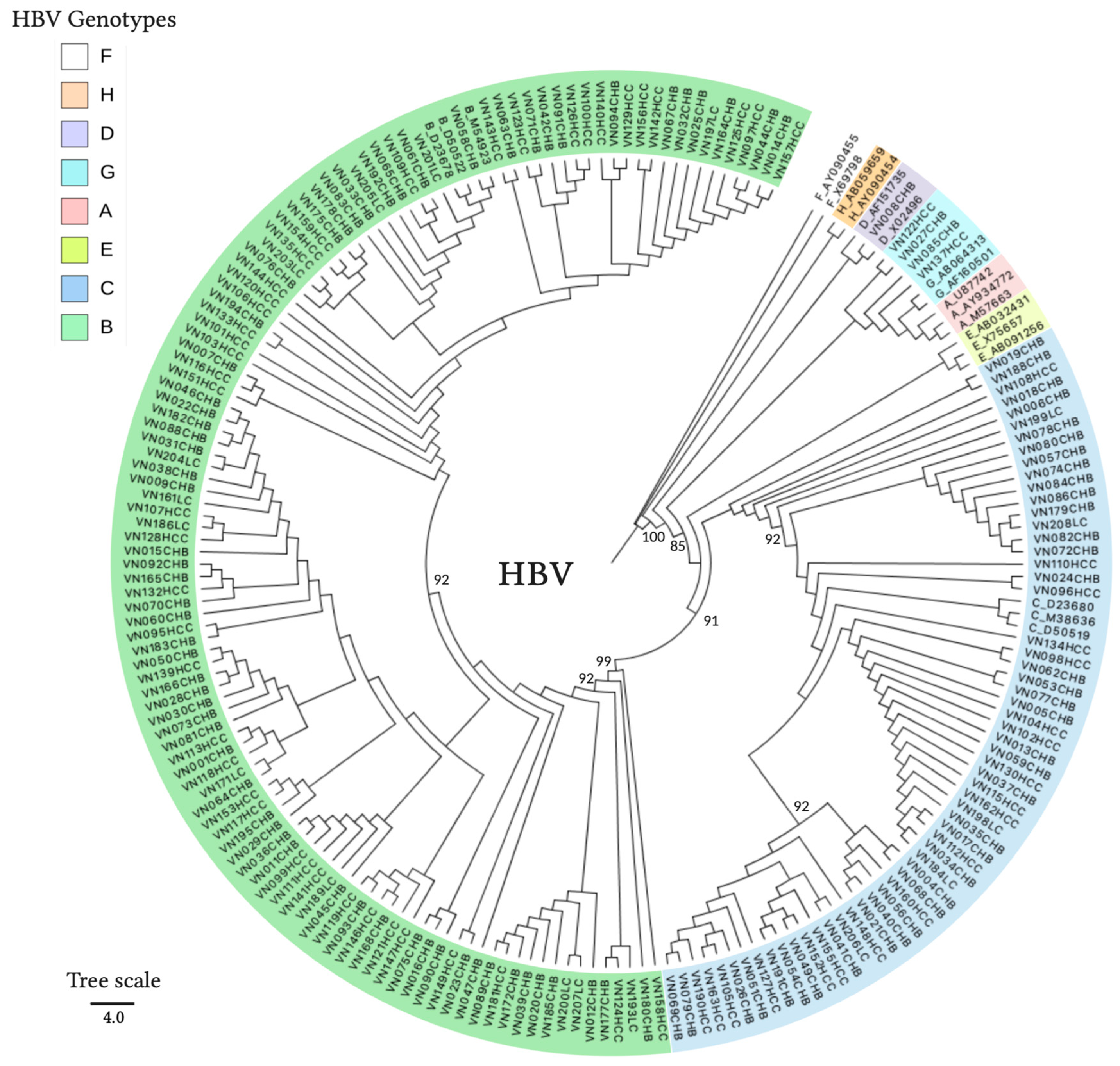 Viruses 13 00346 g003