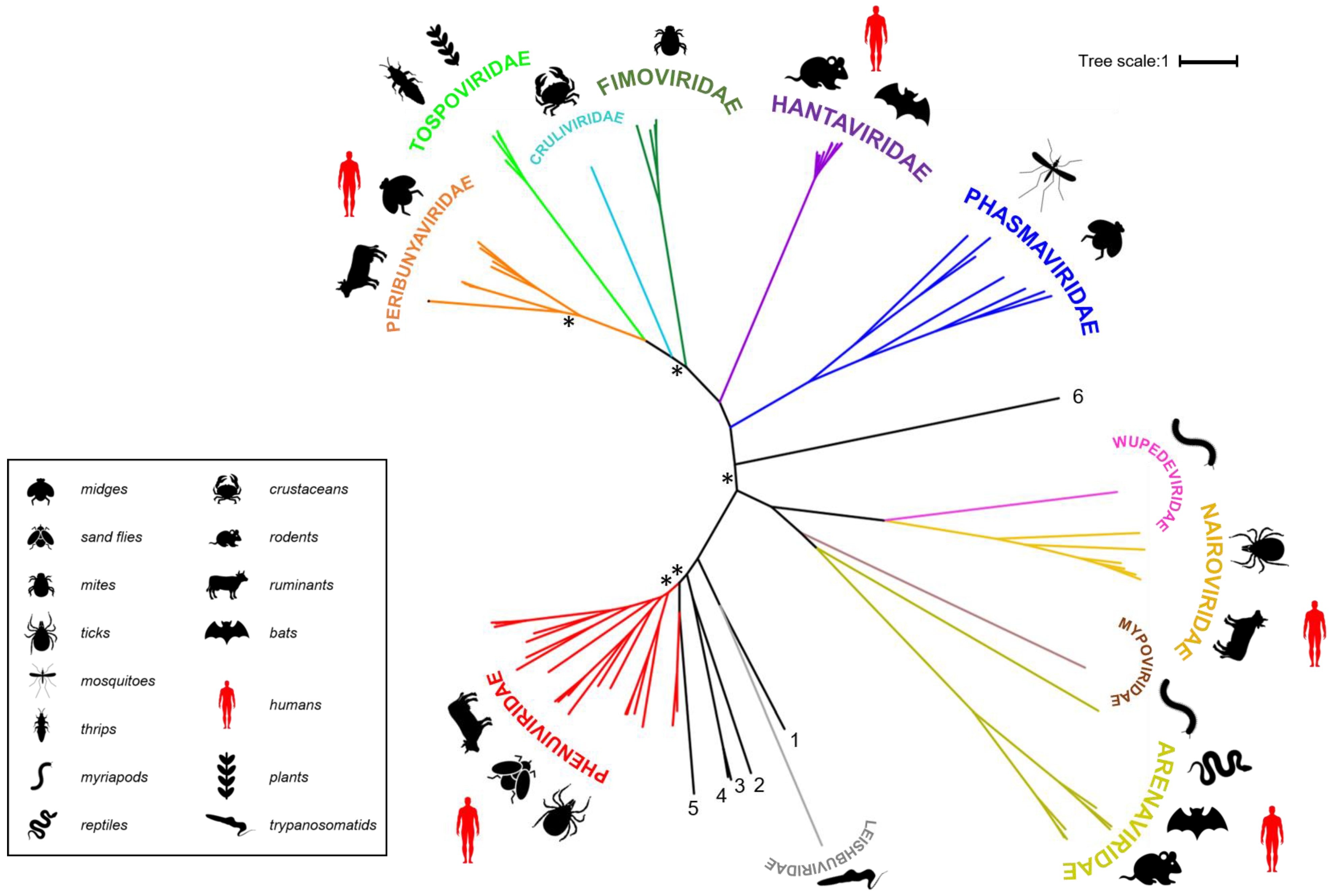 Viruses 13 00353 g001
