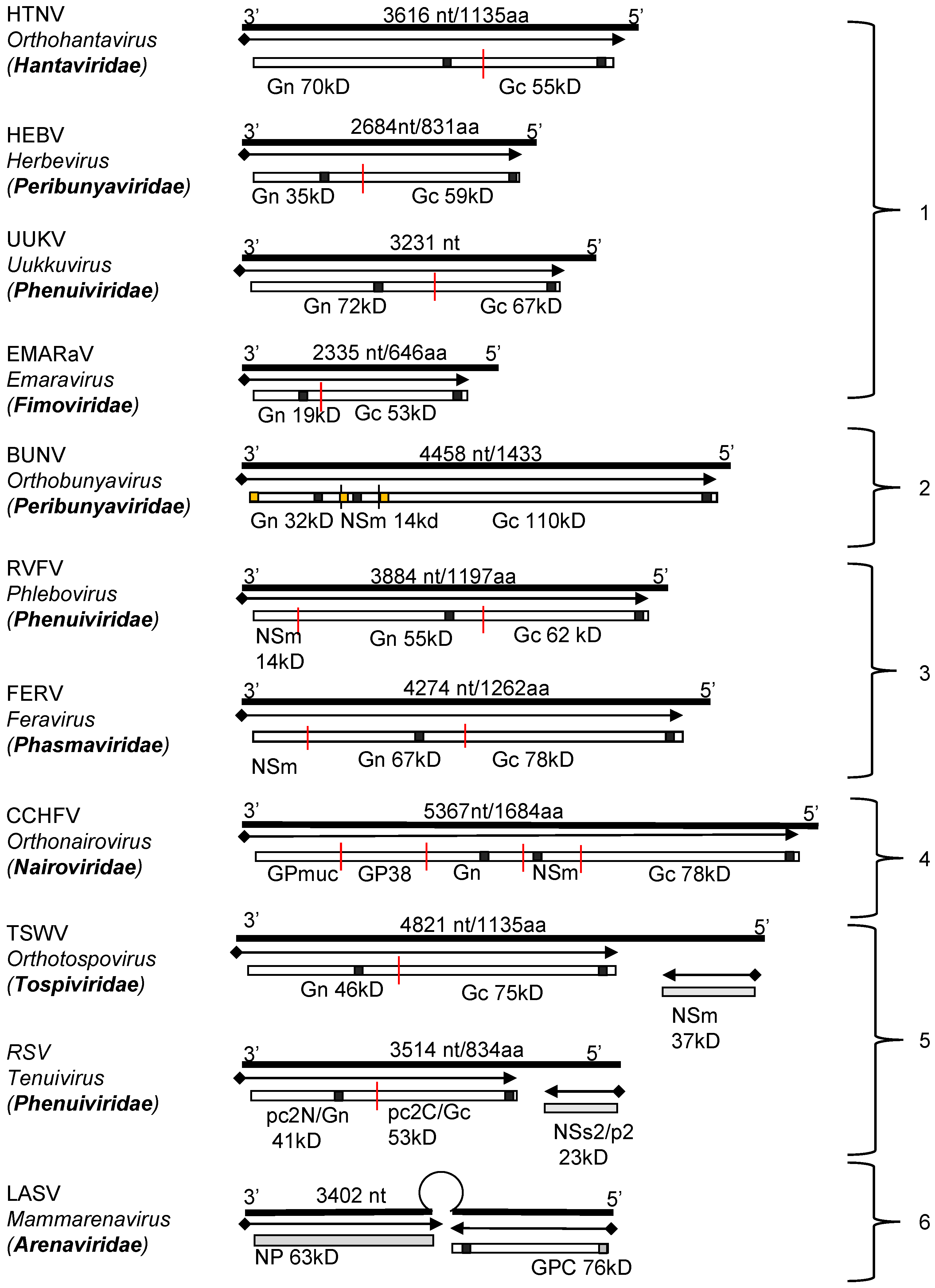 Viruses 13 00353 g002