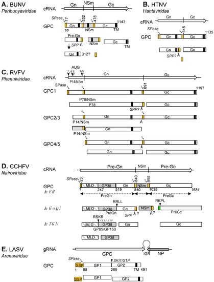 Viruses 13 00353 g003