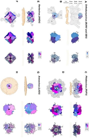 Viruses 13 00353 g004