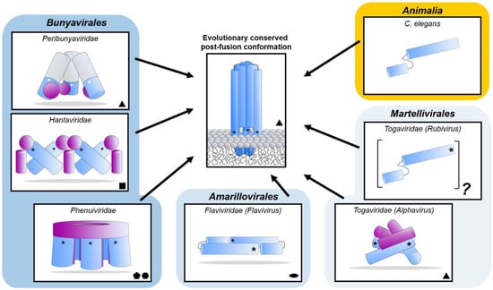 Viruses 13 00353 g008
