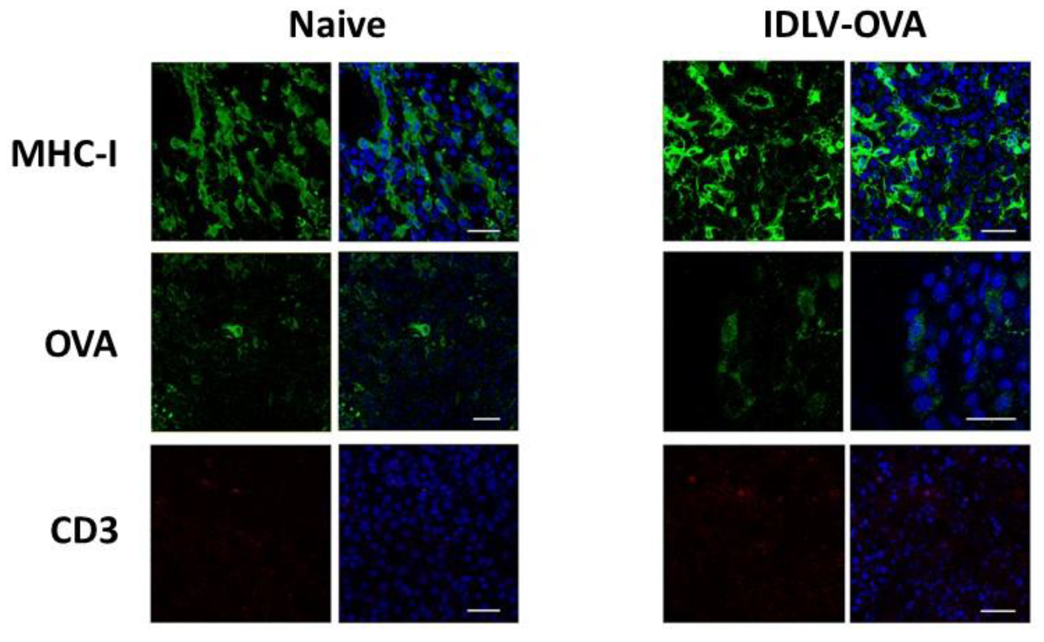 Viruses 13 00355 g003