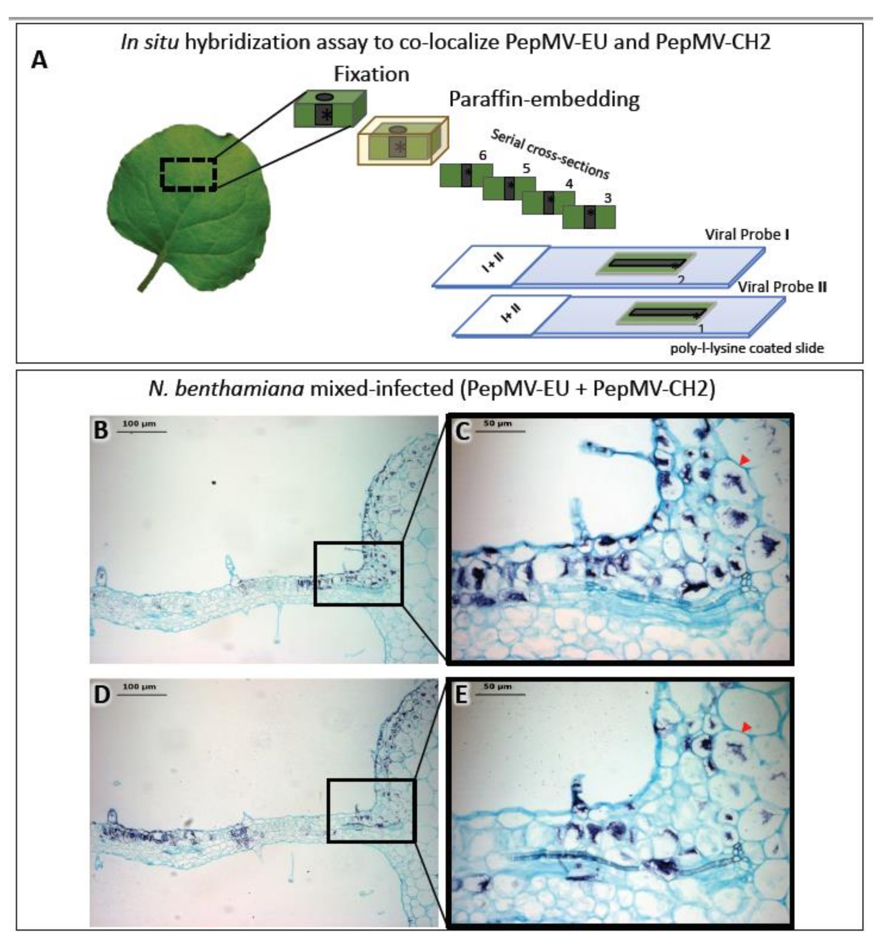 Viruses 13 00358 g002
