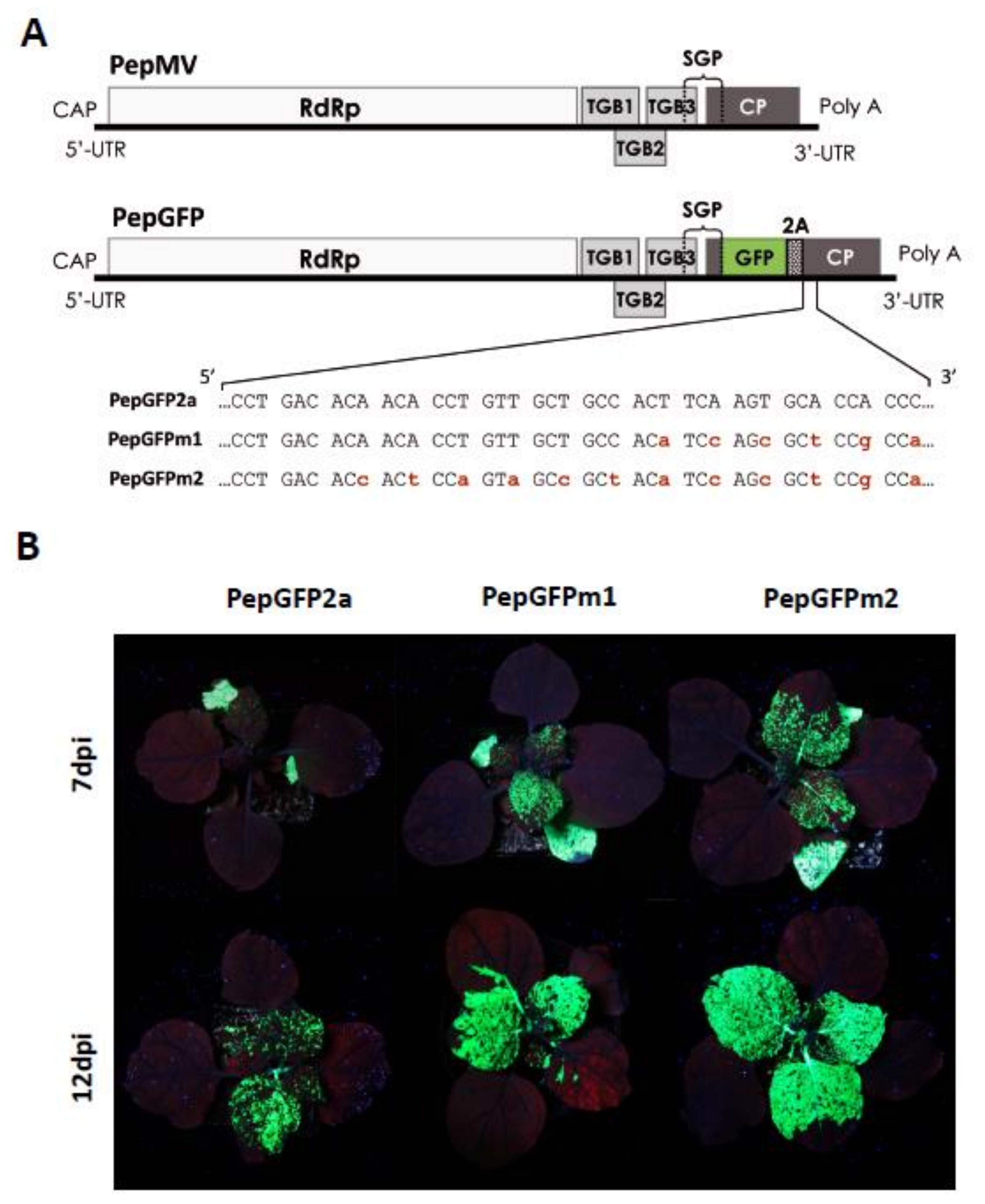 Viruses 13 00358 g003